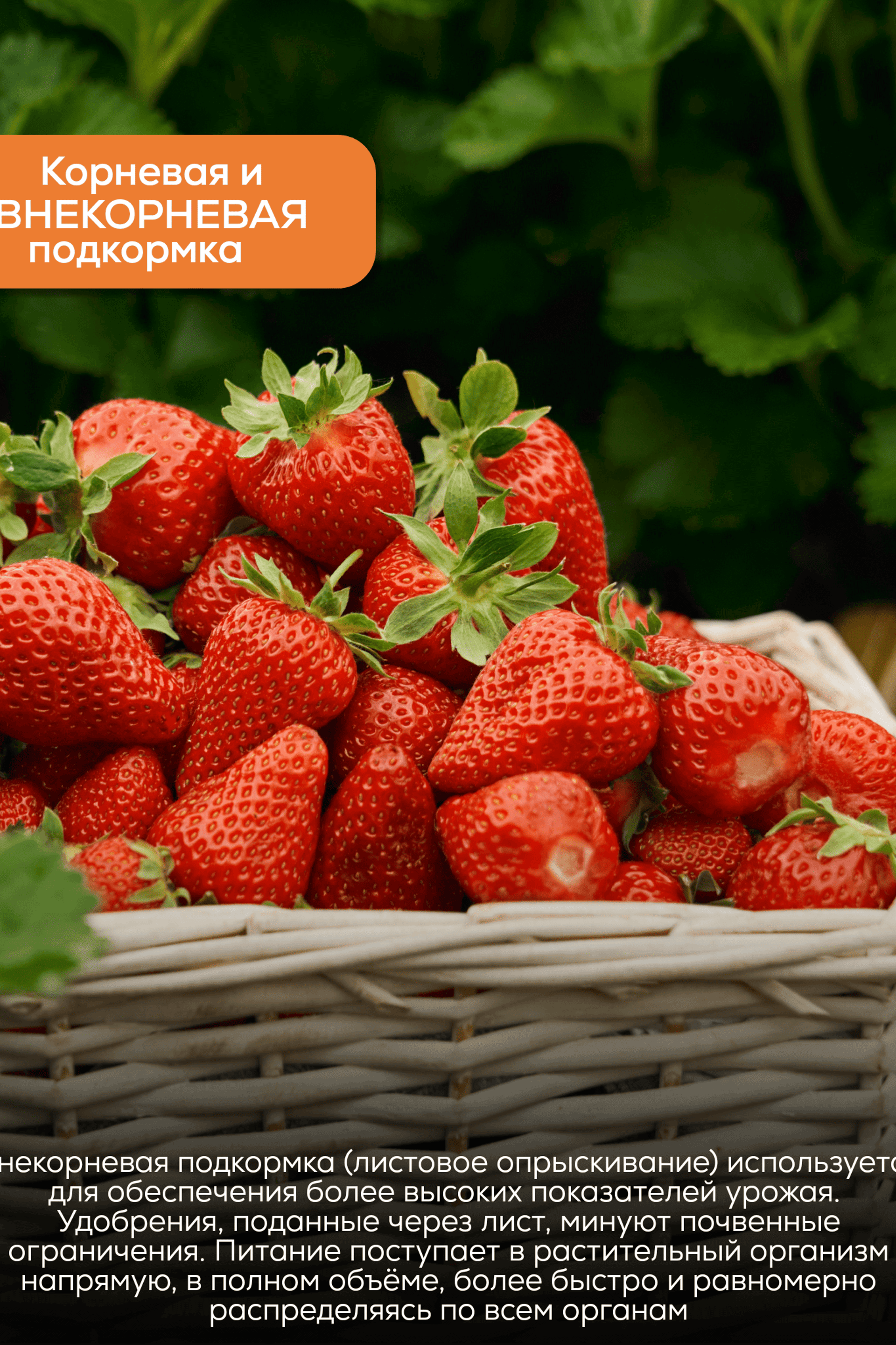 Портфолио.Инфографика для интернет магазинов | Sale Easy