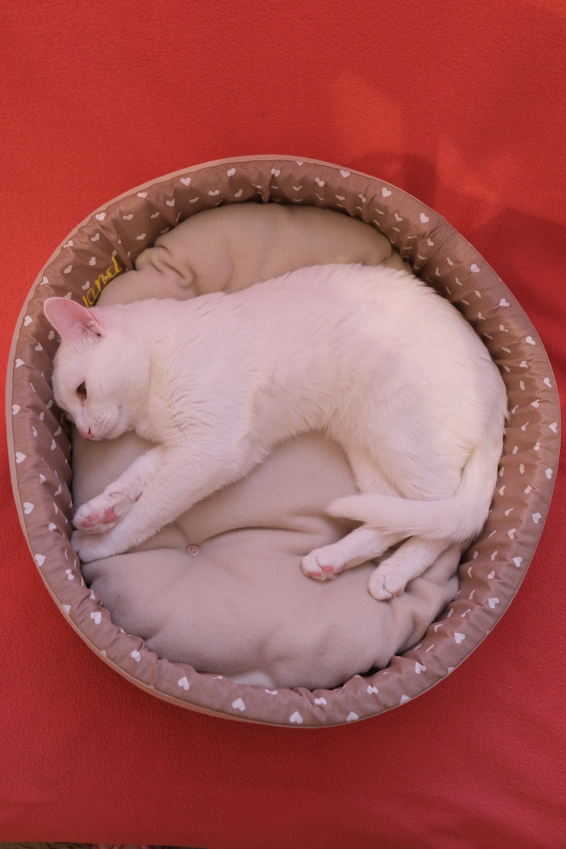 Портфолио.Съемки с кошками для маркетплейсов | Sale Easy