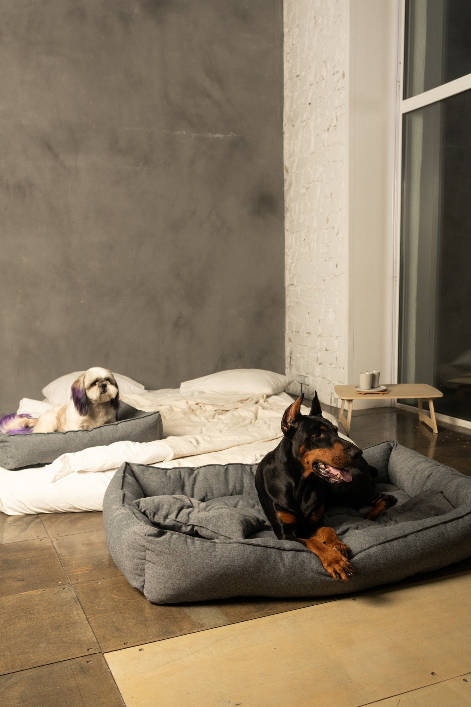 Портфолио.Съемки с собаками для маркетплейсов | Sale Easy