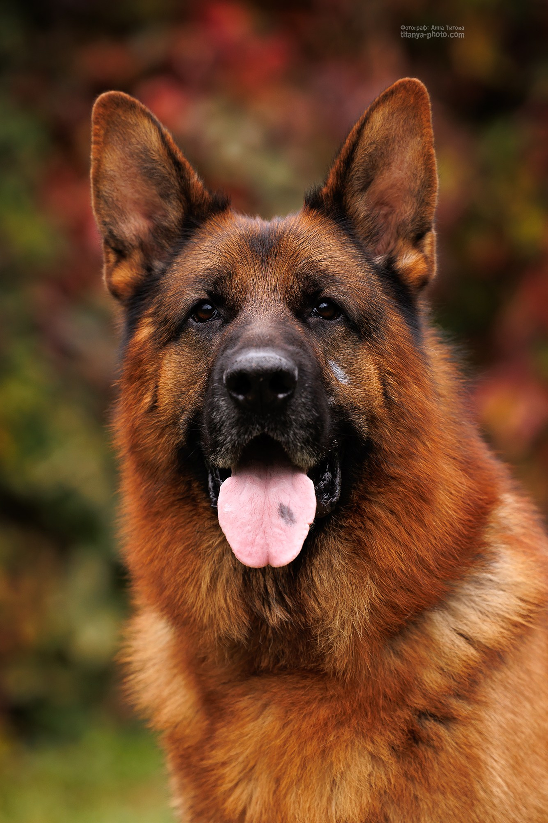 Happy Halloween!. Фотограф собак, фотограф-анималист Аня Титова (Titanya). Москва