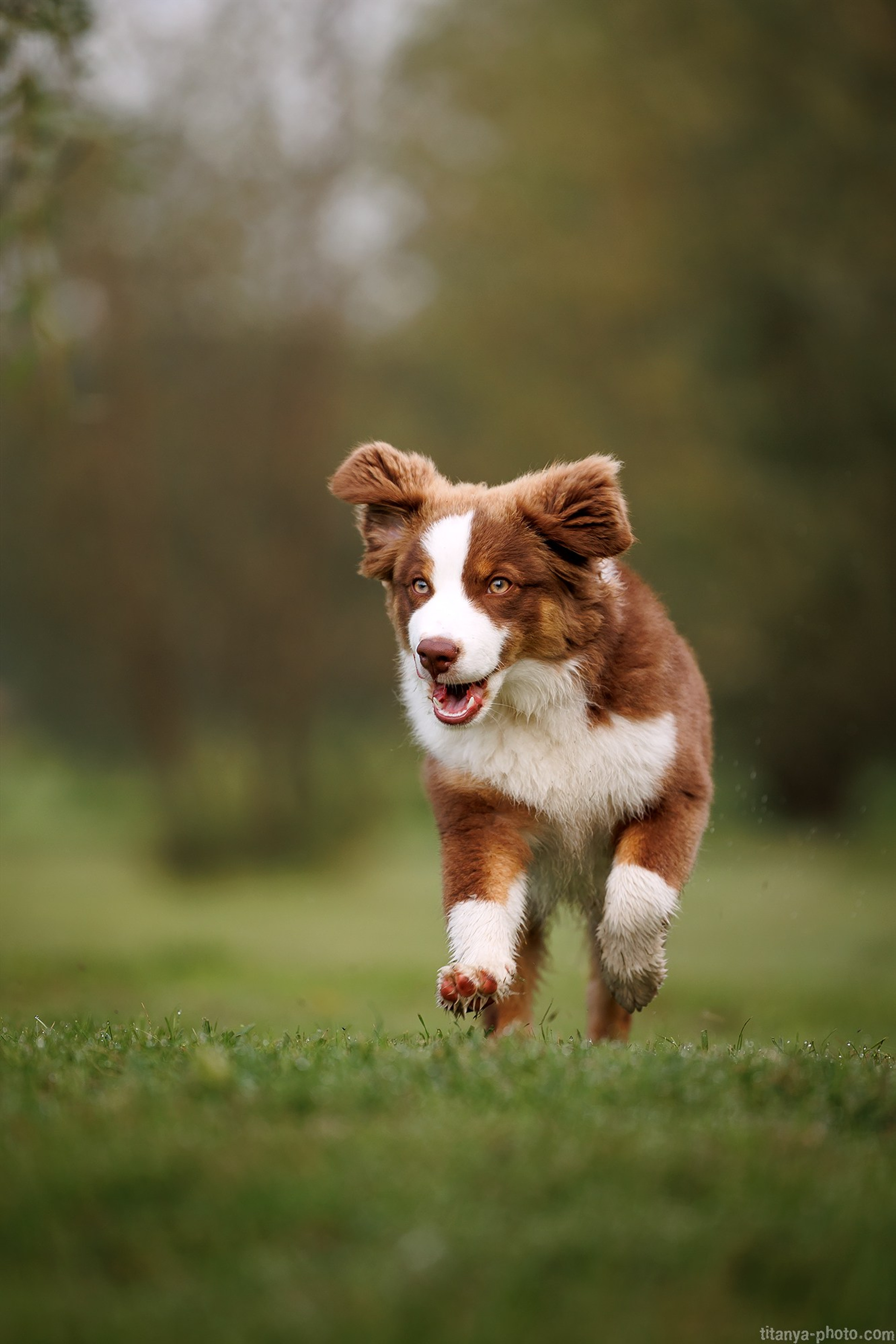 Happy Halloween!. Фотограф собак, фотограф-анималист Аня Титова (Titanya). Москва