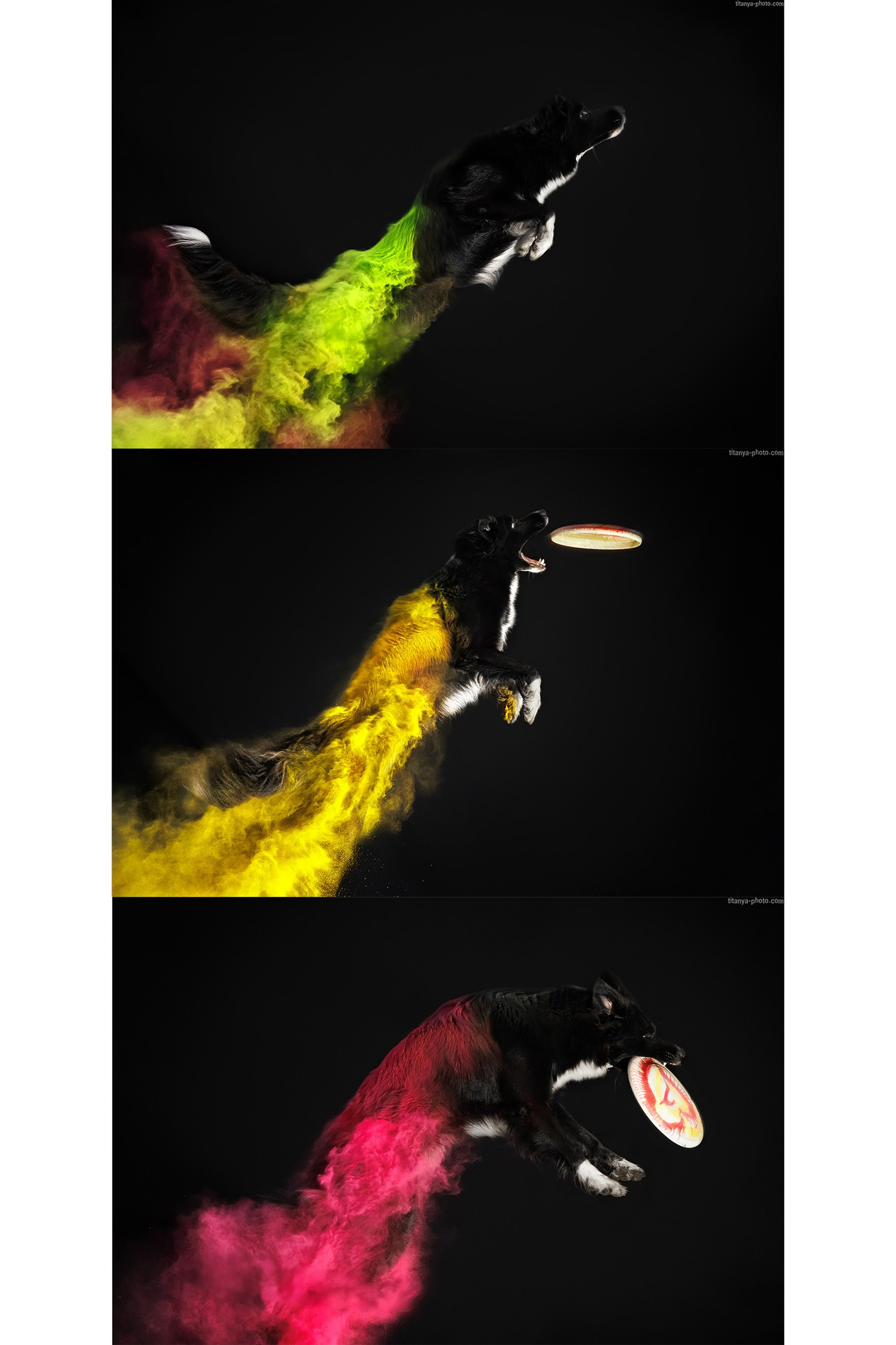 Истории. Фотограф собак, фотограф-анималист Аня Титова (Titanya). Москва