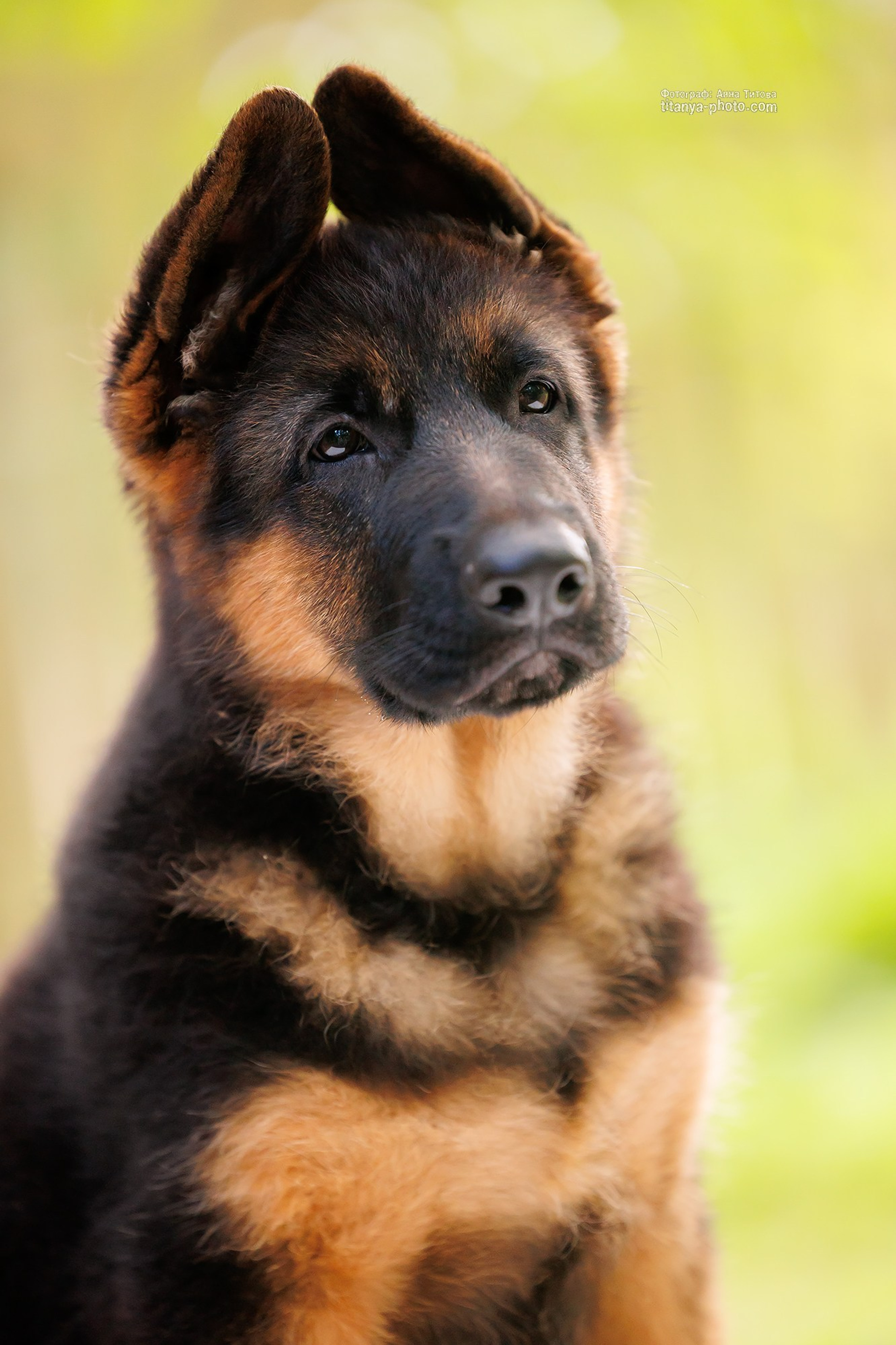 Happy Halloween!. Фотограф собак, фотограф-анималист Аня Титова (Titanya). Москва