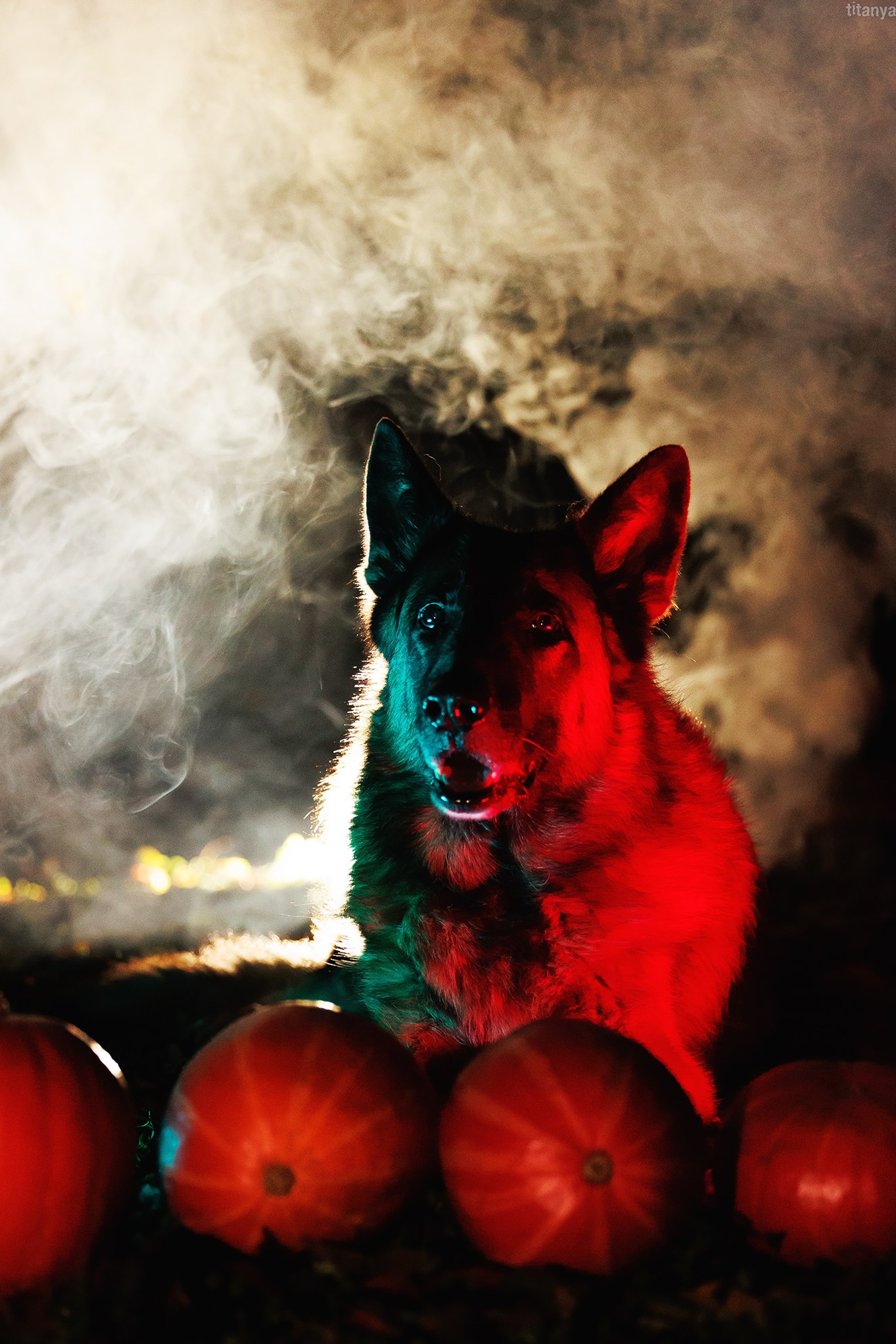 Осторожно, превышение уровня милоты!. Фотограф собак, фотограф-анималист Аня Титова (Titanya). Москва