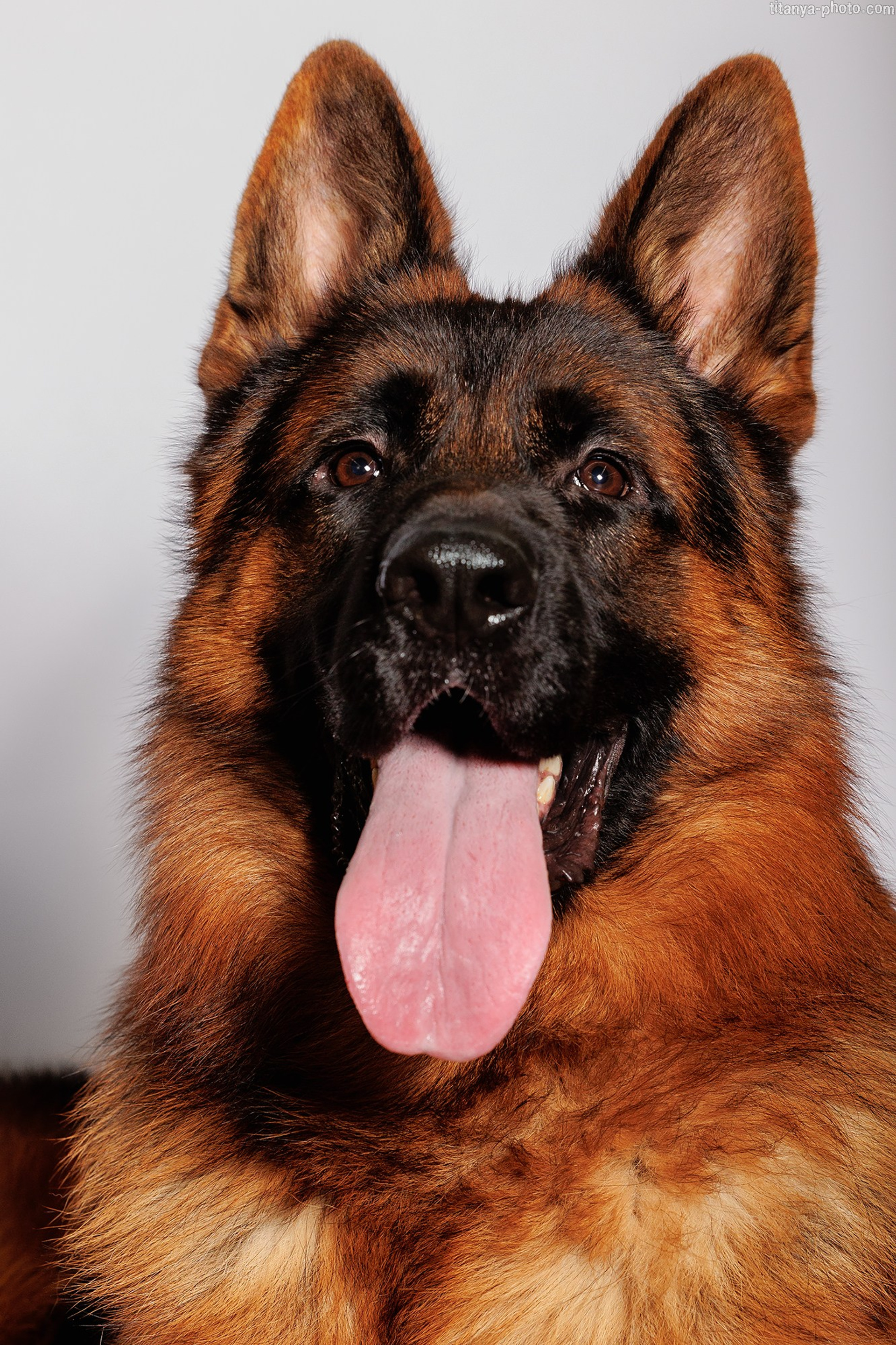 Истории. Фотограф собак, фотограф-анималист Аня Титова (Titanya). Москва