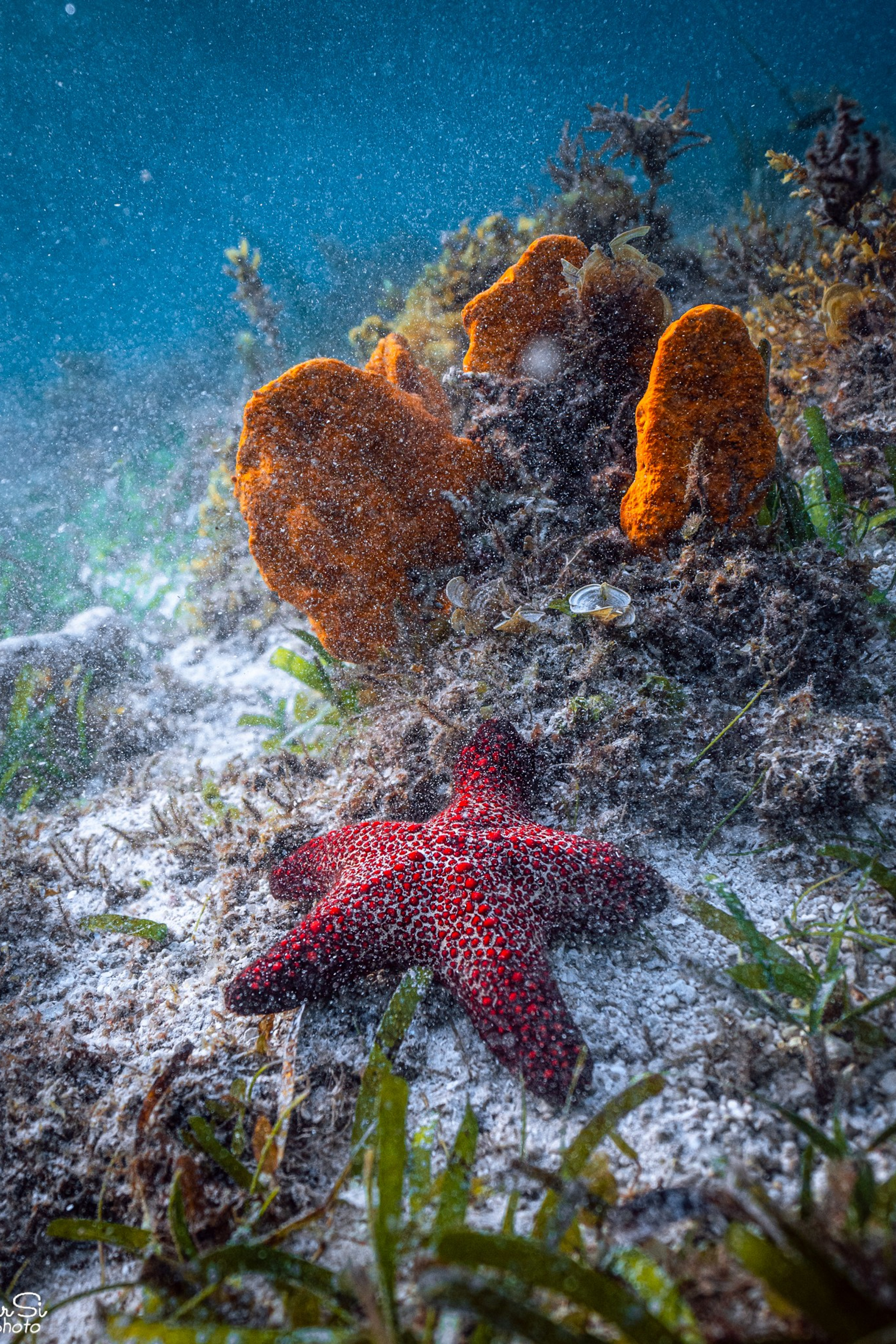 Подводный мир