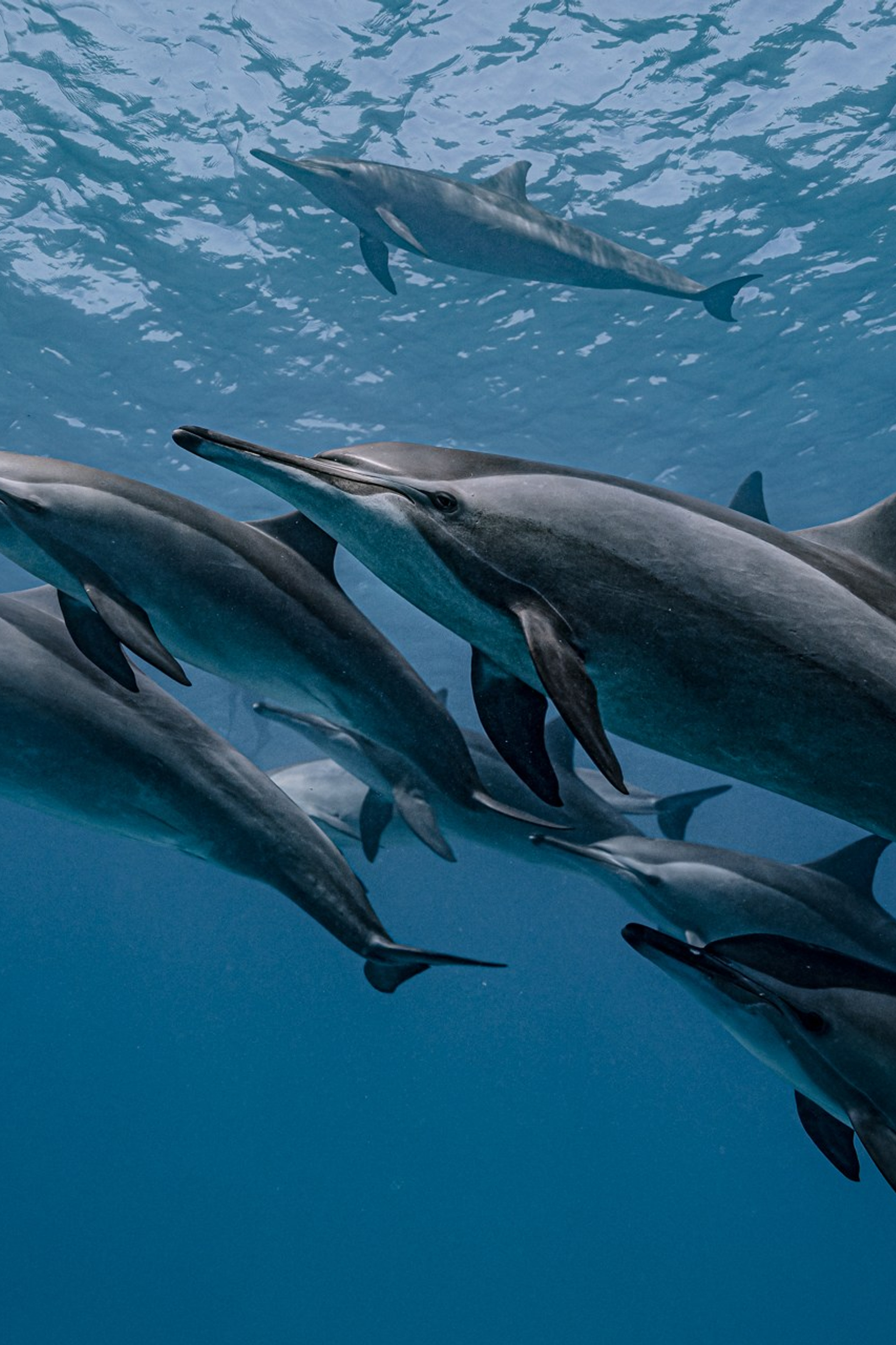 Дельфины