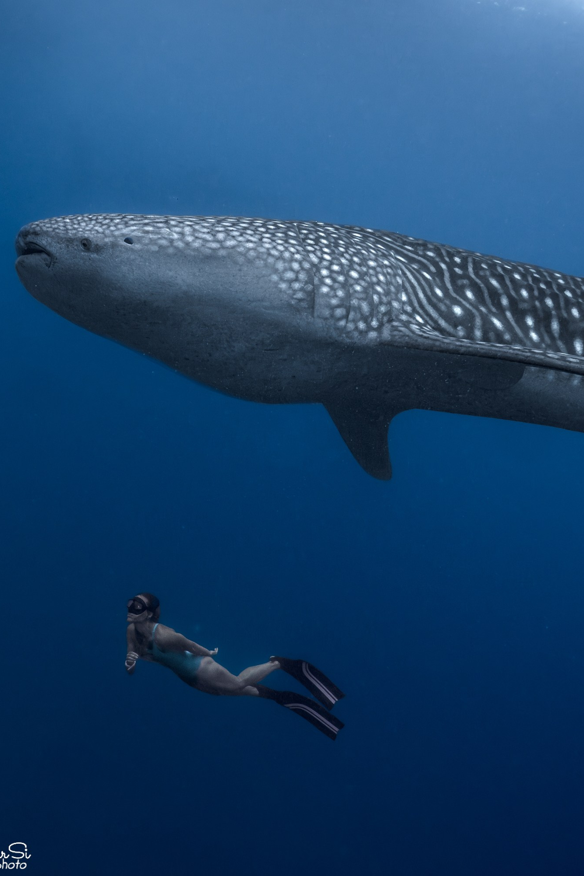 Фотосессия с китовыми акулами