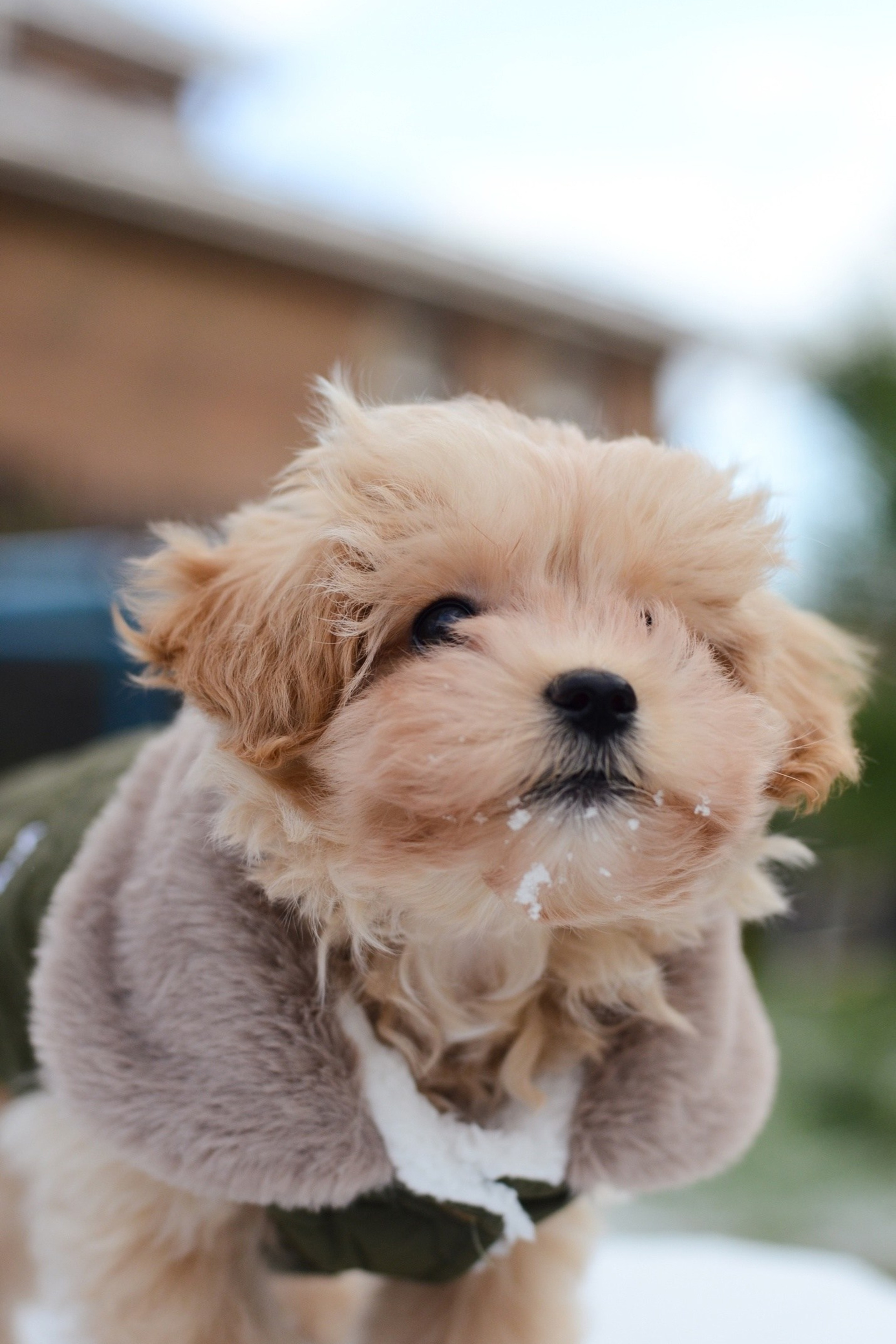 Richard. Фотограф Кострома Алёна Соловьёва