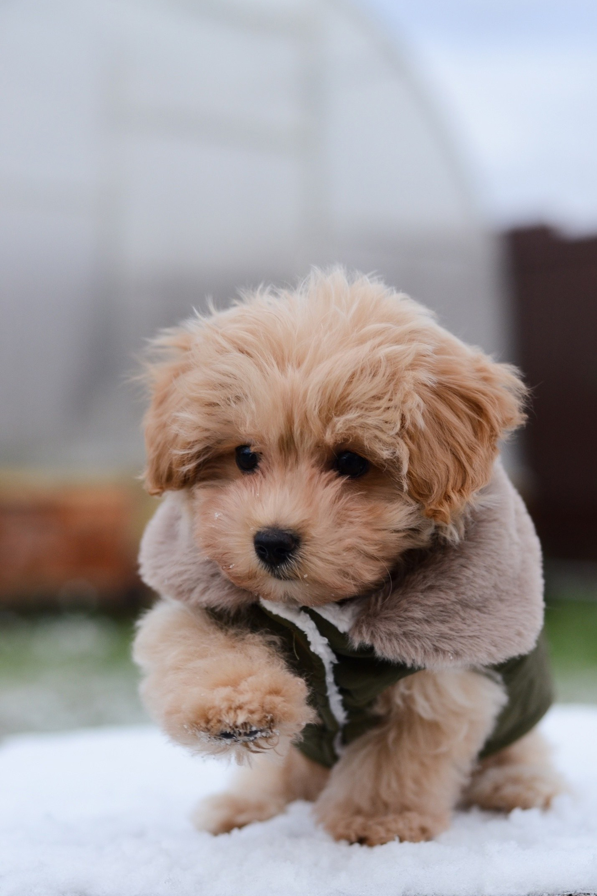 Richard. Фотограф Кострома Алёна Соловьёва