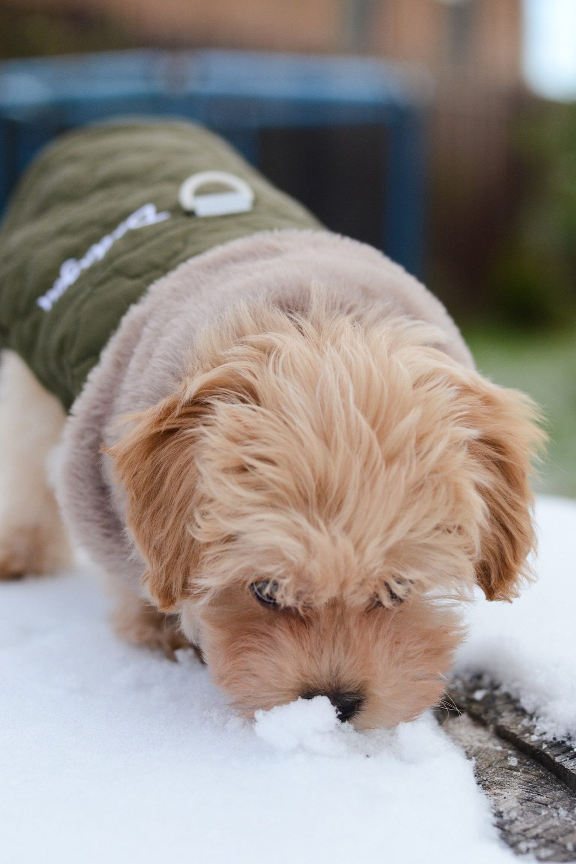 Richard. Фотограф Кострома Алёна Соловьёва