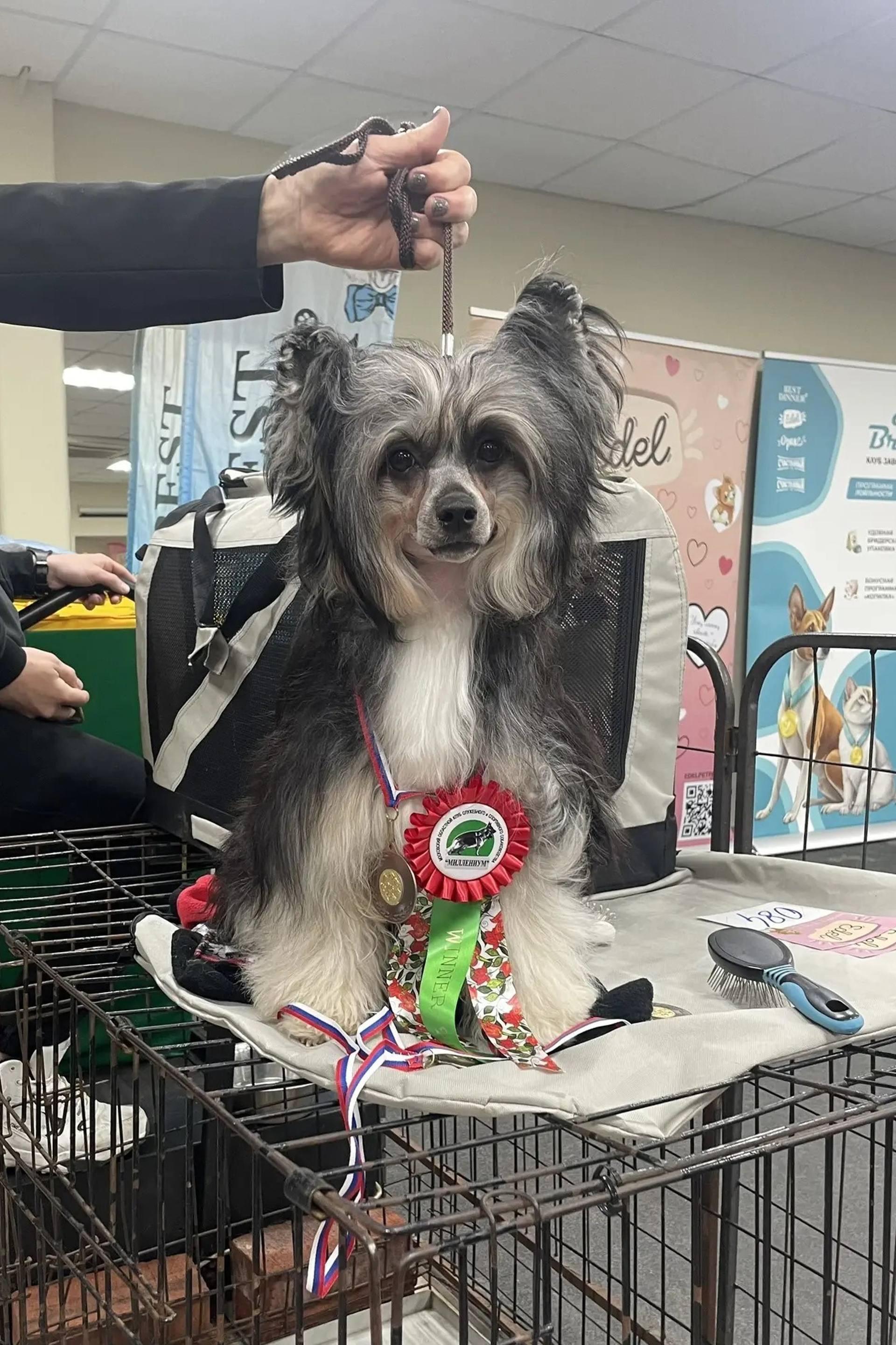 Джеральд О’Ши. «С собакой на одной волне». Питомник китайских хохлатых собак Poale Ell: купить щенка в питомнике