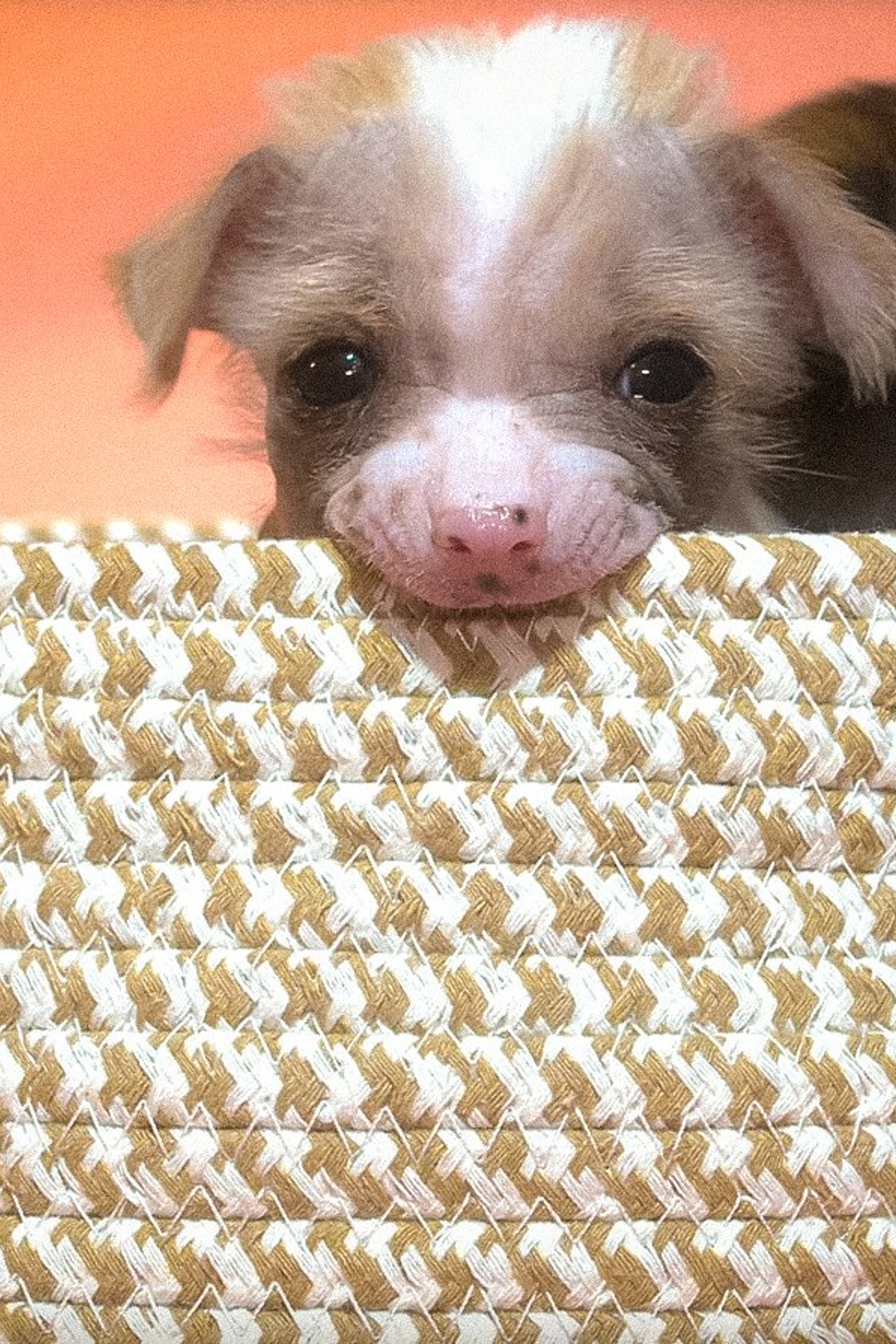 Бартеламью уезжает. Питомник китайских хохлатых собак Poale Ell: купить щенка