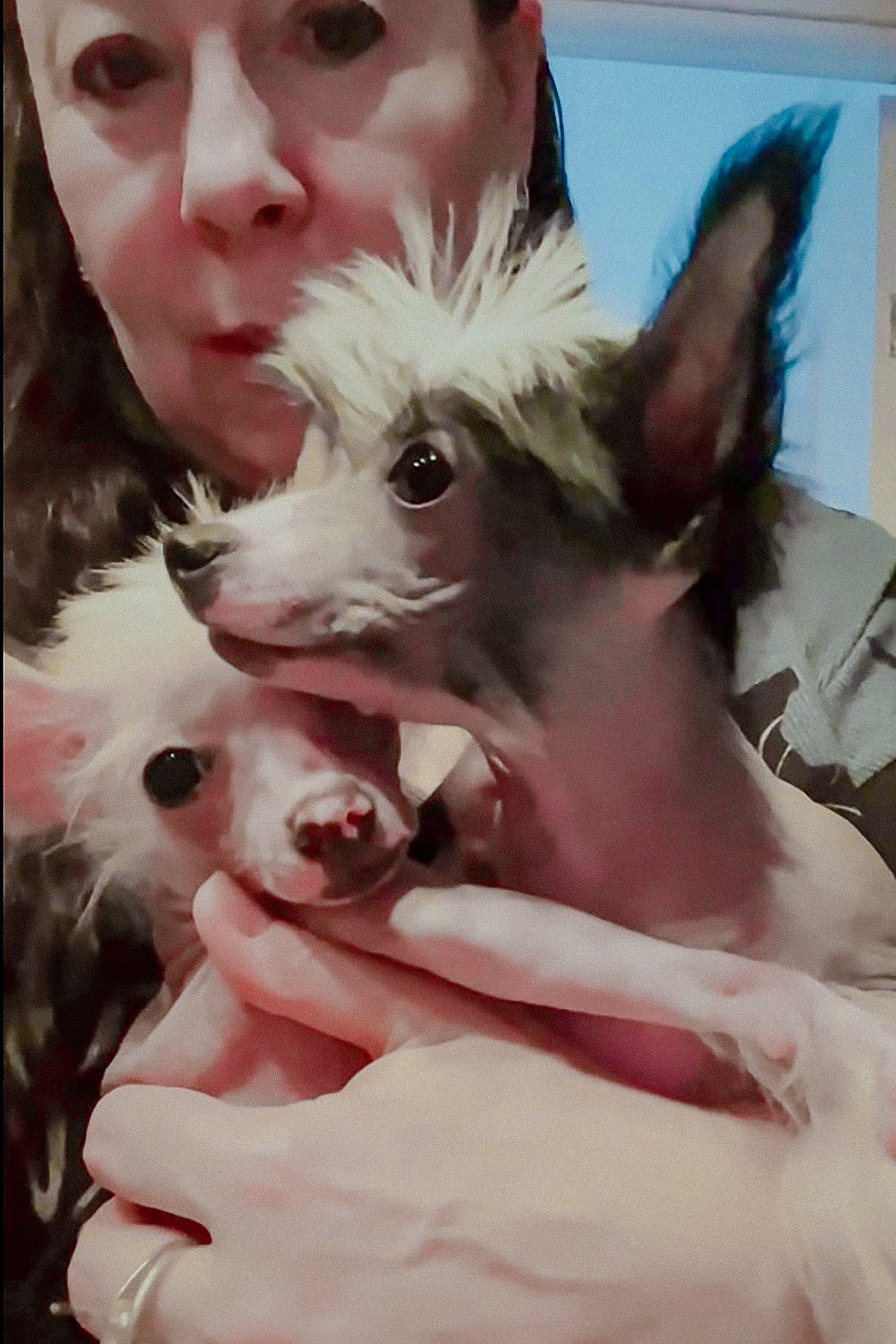 Должанская коса. Питомник китайских хохлатых собак Poale Ell: купить щенка в питомнике