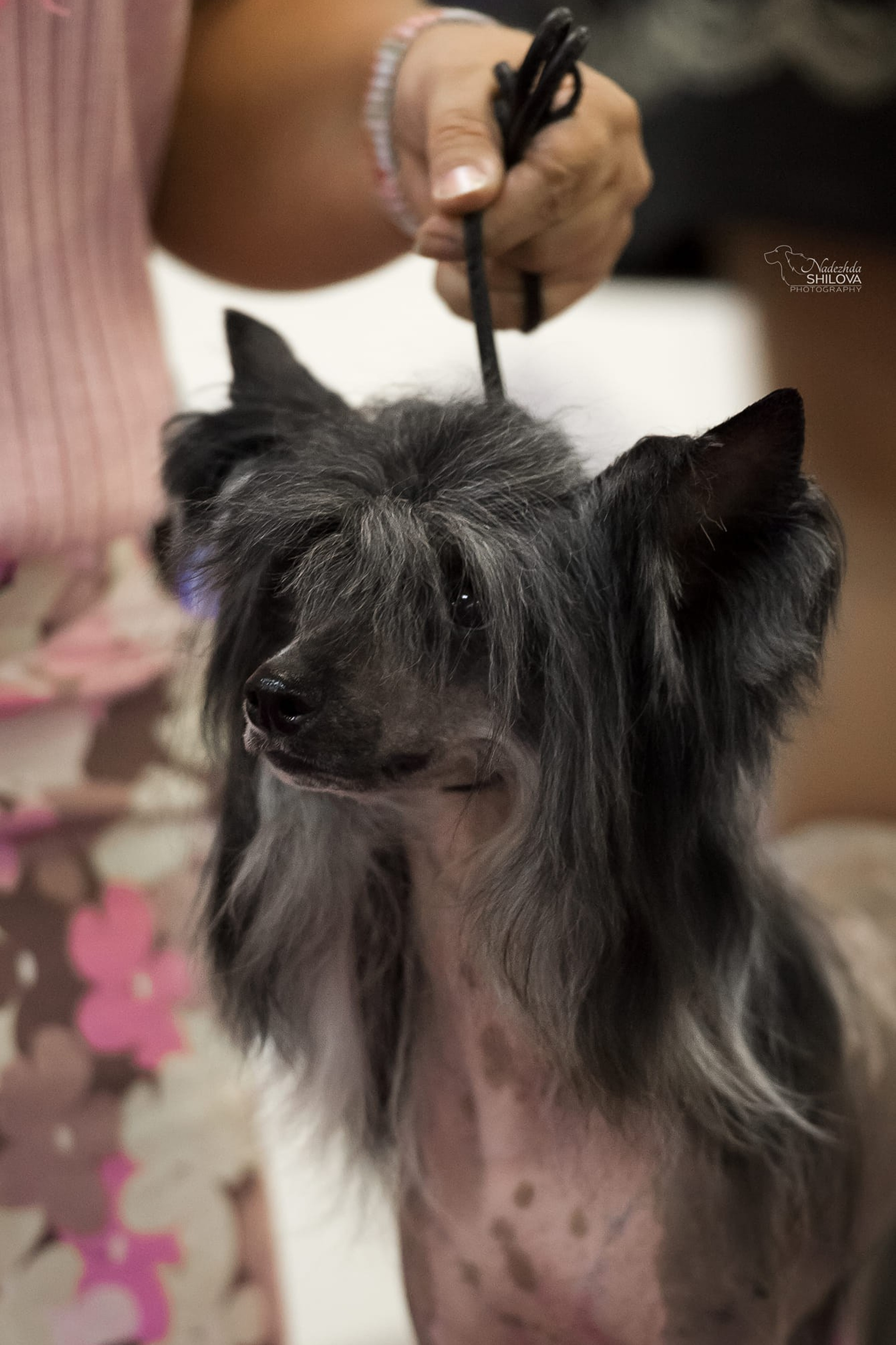В гостях у питомника Show Galaktika. Питомник китайских хохлатых собак Poale Ell: купить щенка в питомнике