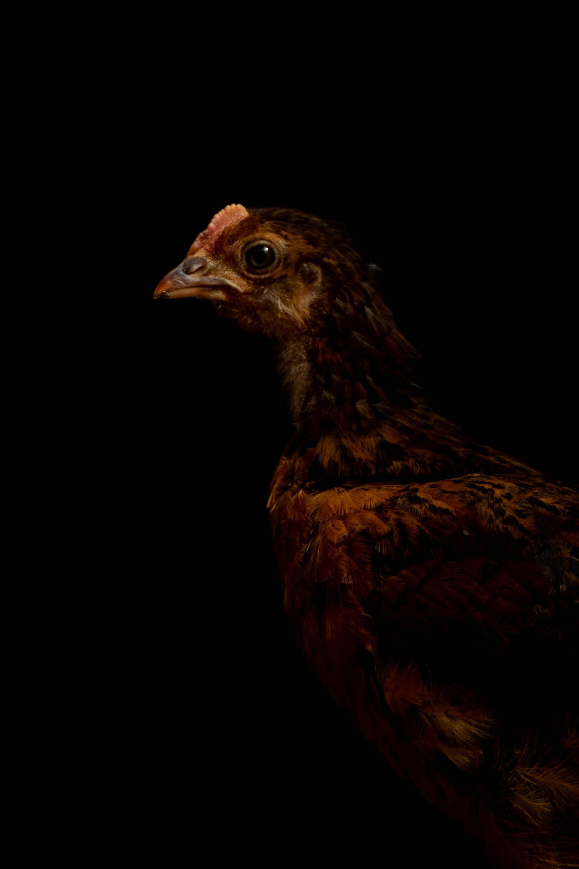 Анималистика