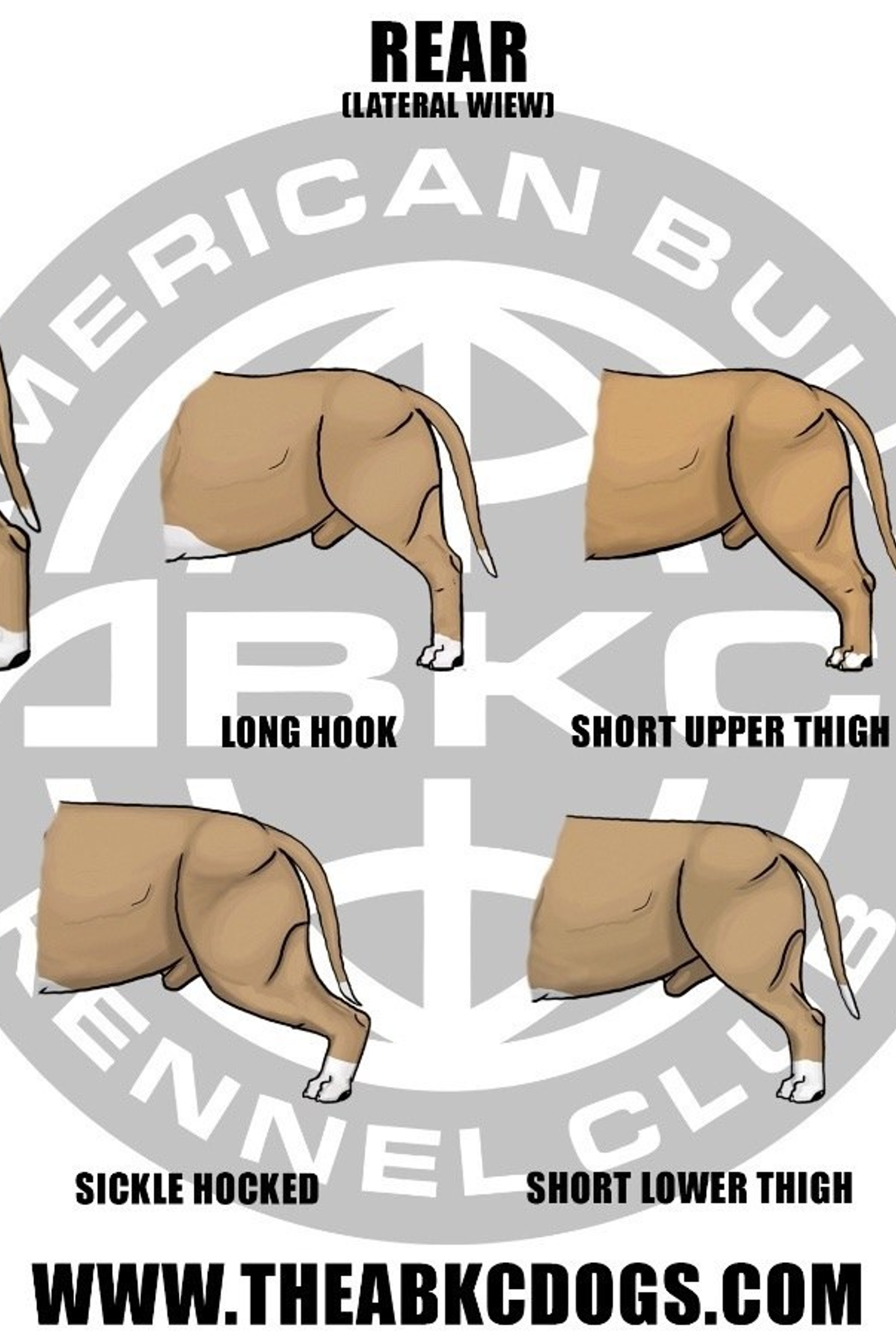 Полезная информация. Американские булли XL в г. Калининград. Питомник Great Bully UNIVERSE