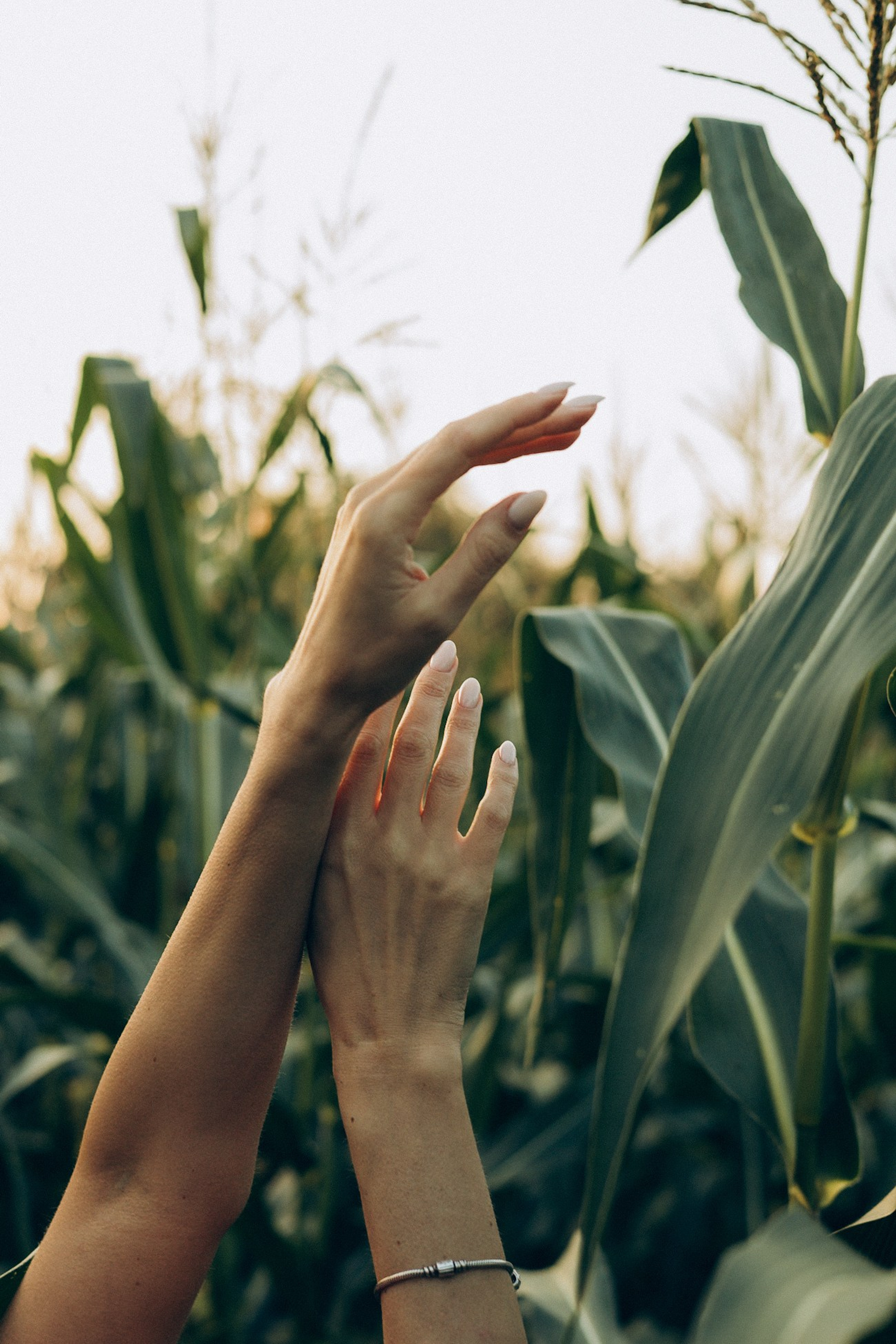 В кукурузе