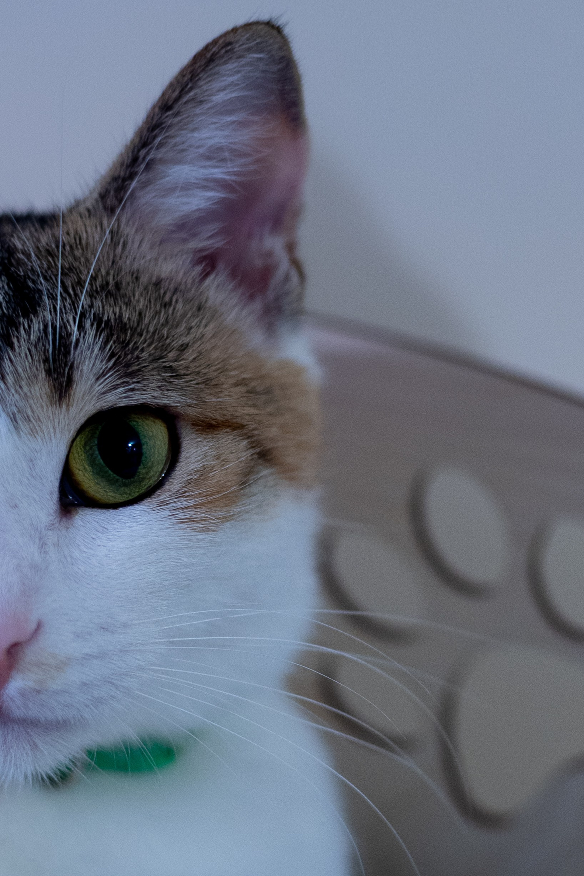 Репортаж котокафе «Чукотка»