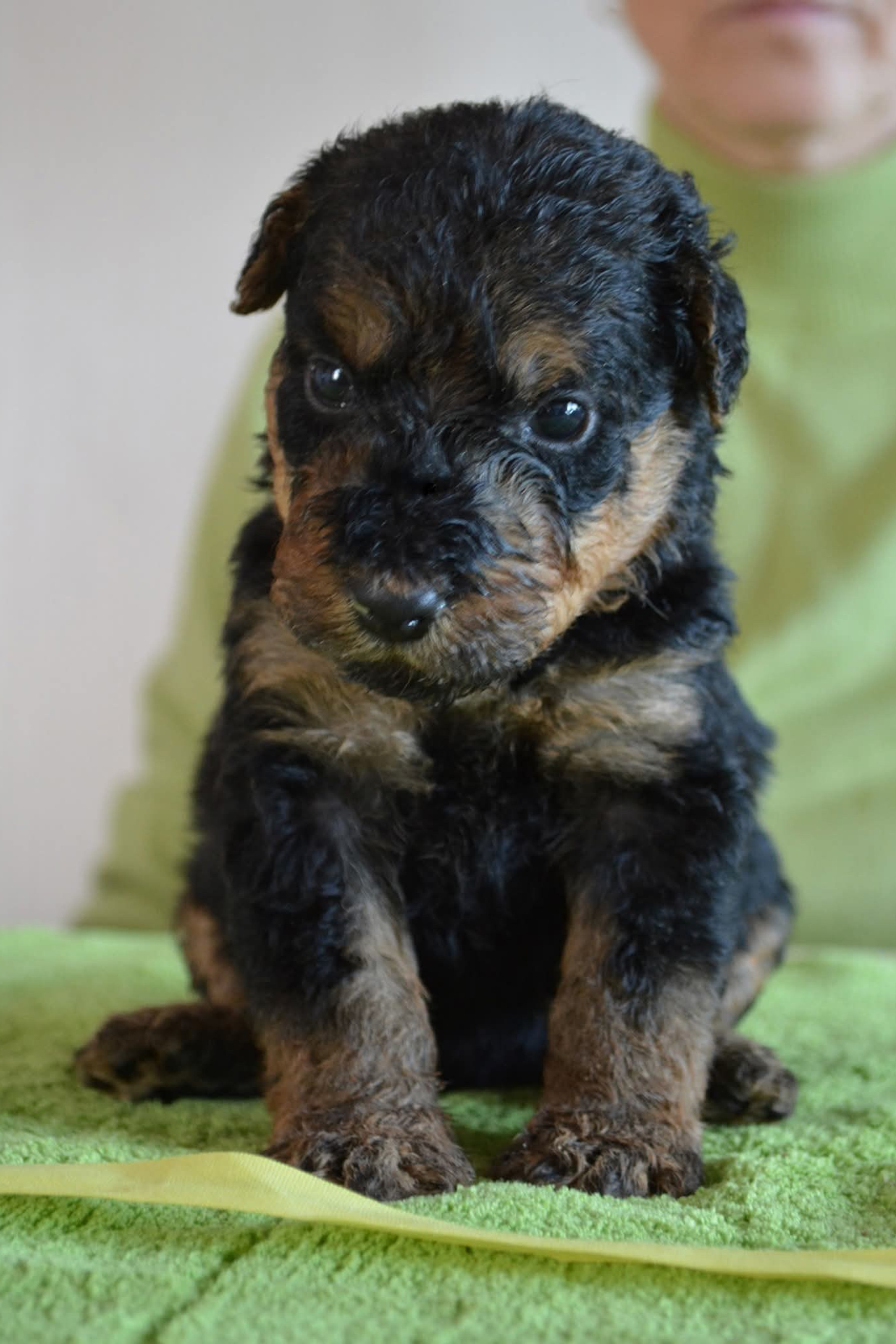 Блог. «Waiser Tau» kennel