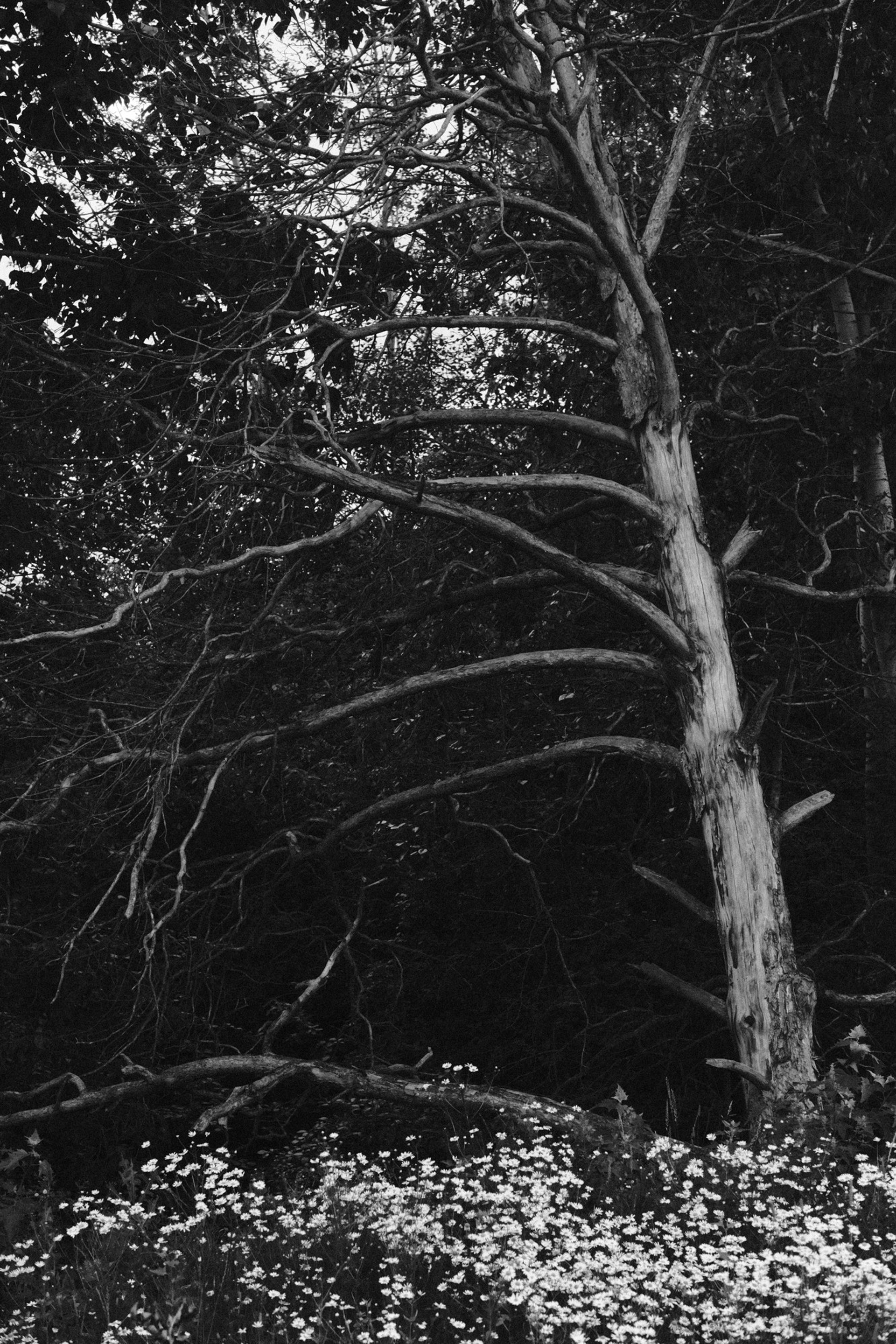 Деревья / Trees (2022-2025)