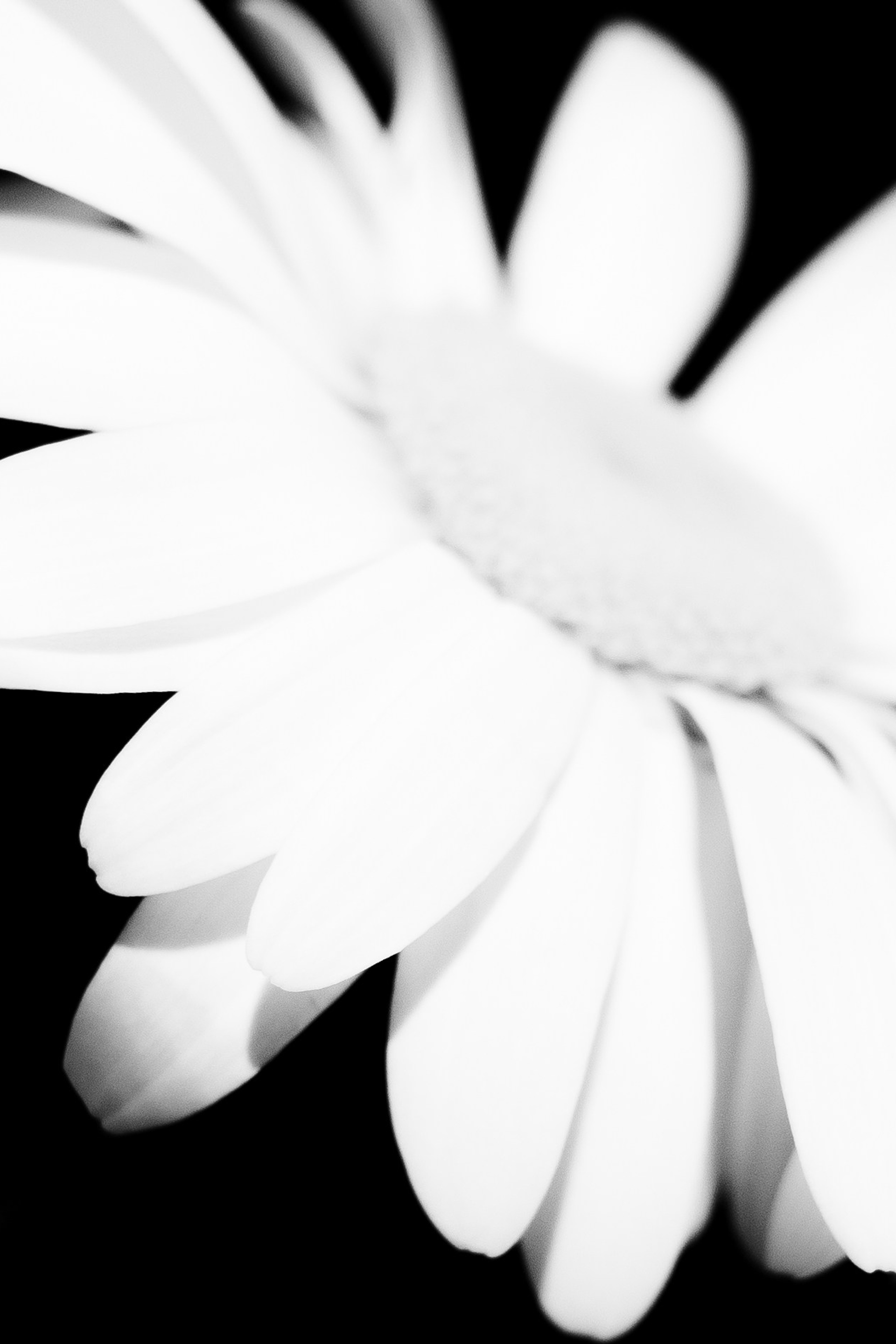 Галерея. Портретный фотограф в Ярославле София Фоменко