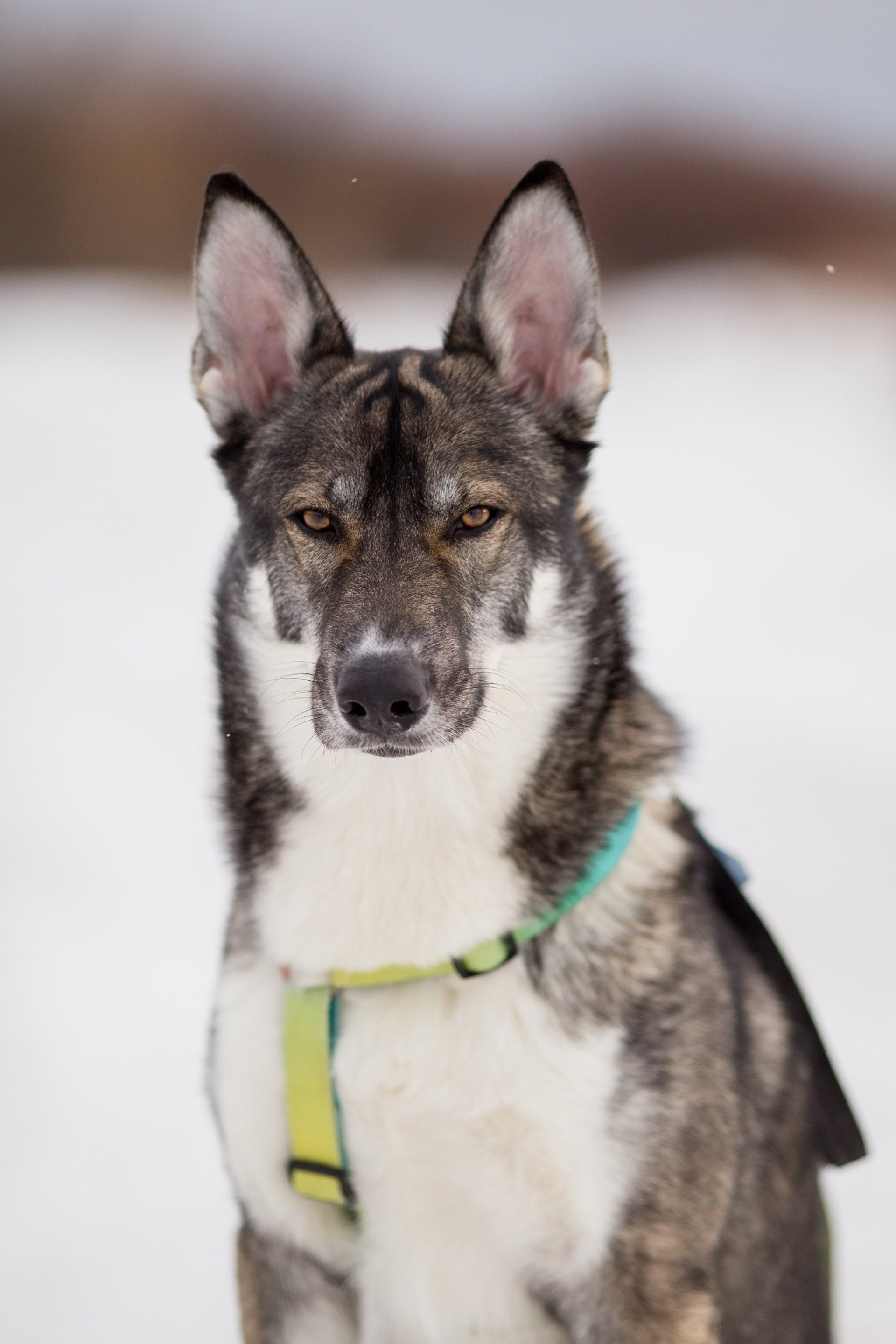 Отзывы о фотосессии с лошадью