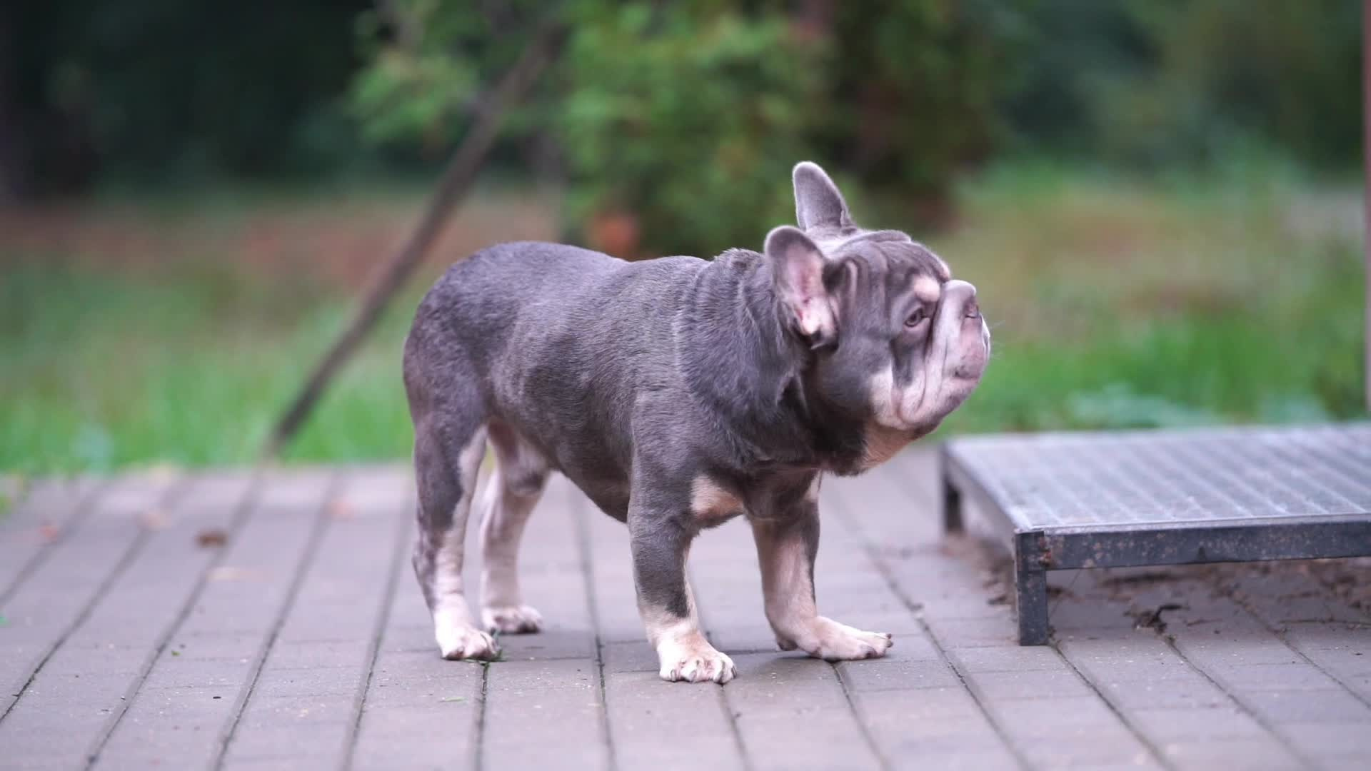 Видео. Фотограф анималист Ольга Луканенкова в Москве