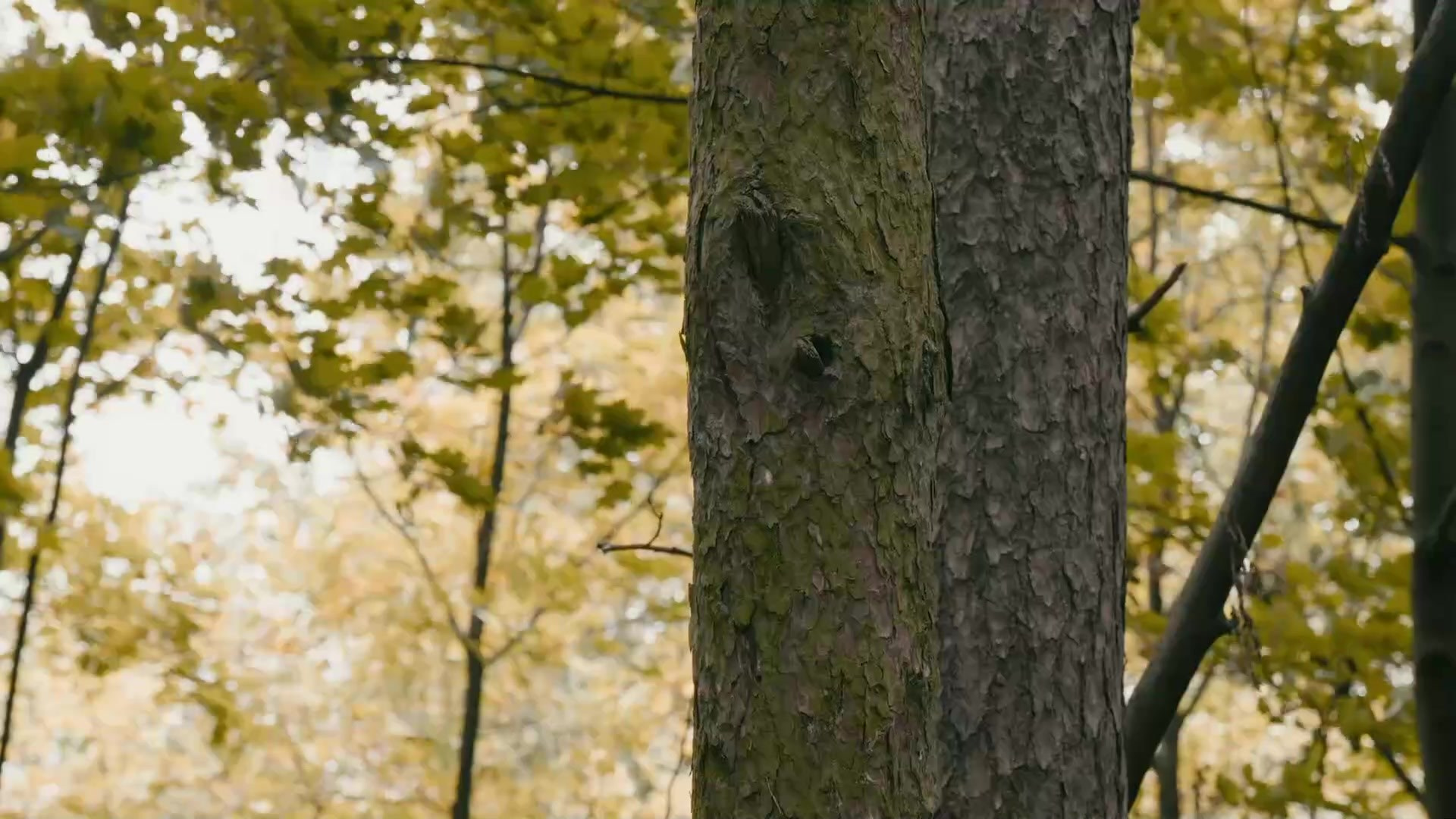 28.09.25. Свадебный видеограф Слава Станиславский