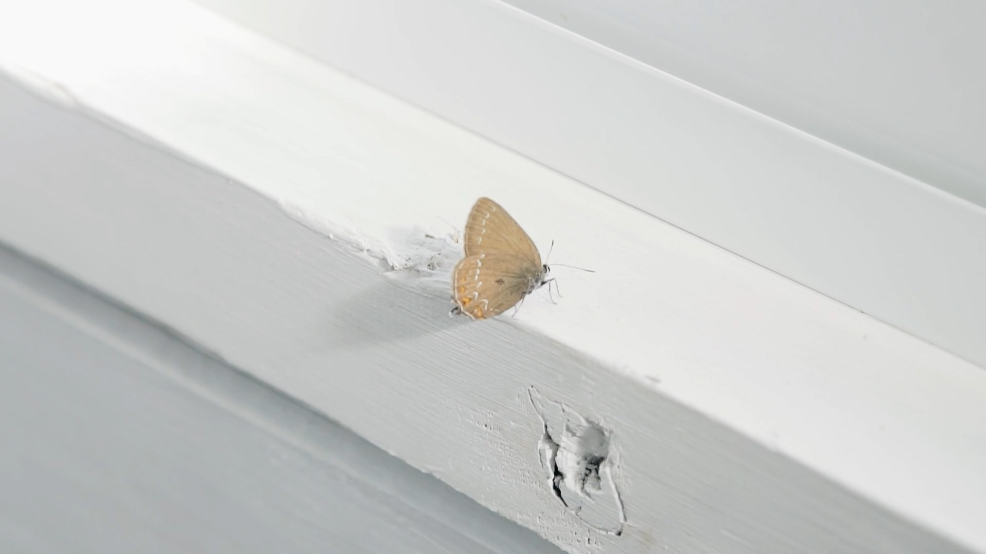 Wedding. KORCHAGIN VIDEO