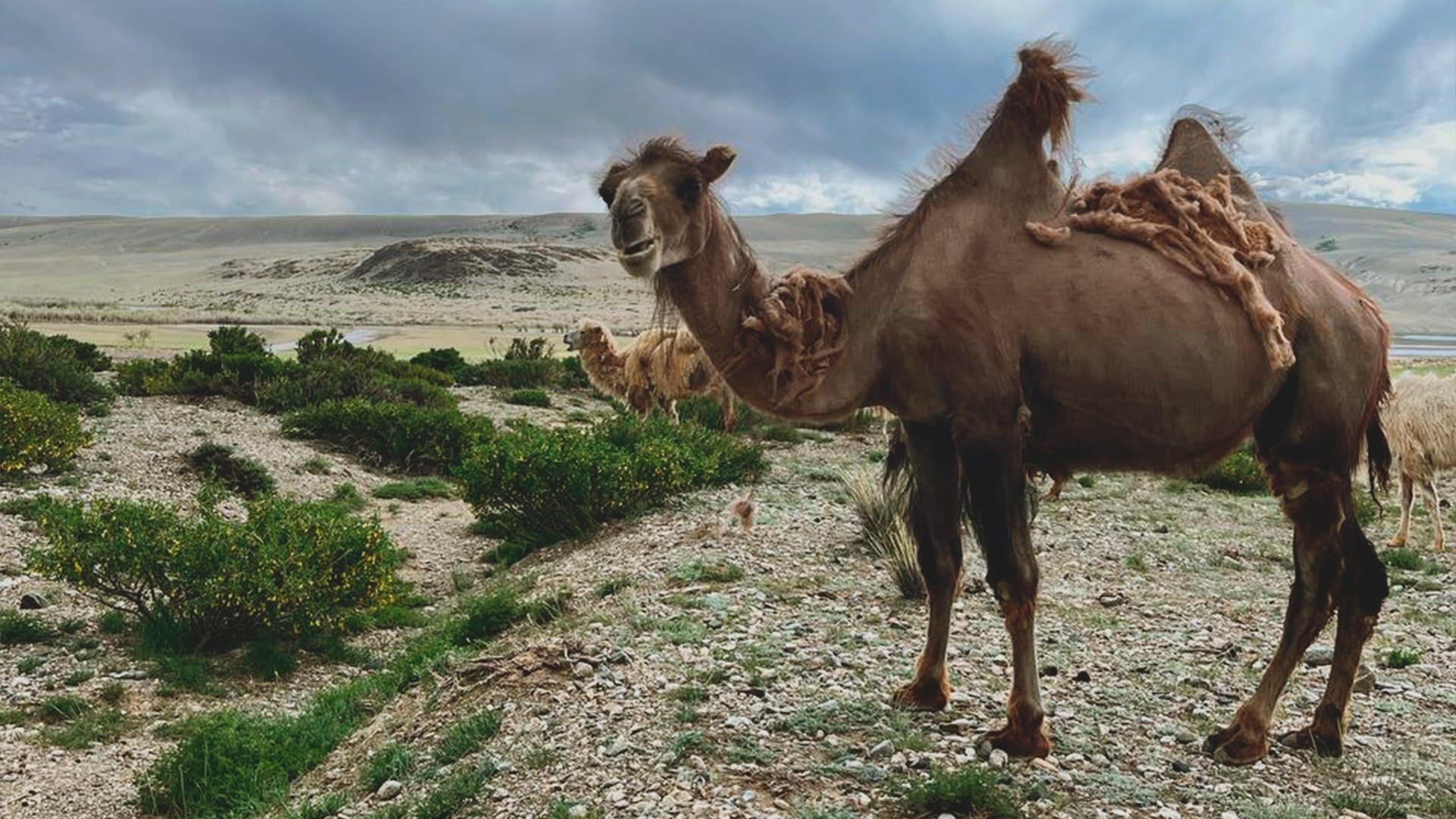 Реклама. Видеограф Новосибирск Сибирь Алтай. Илья Натворил