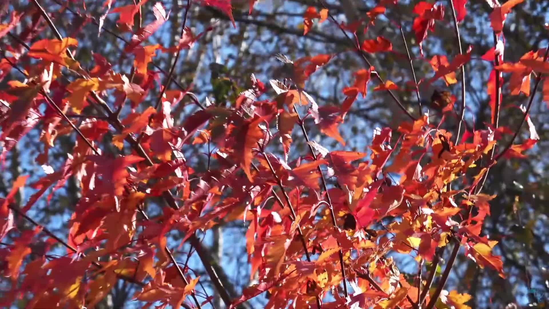 Искитим. Видеосъемка, фотосъемка Искитим — Новосибирск, Сергей Тясто