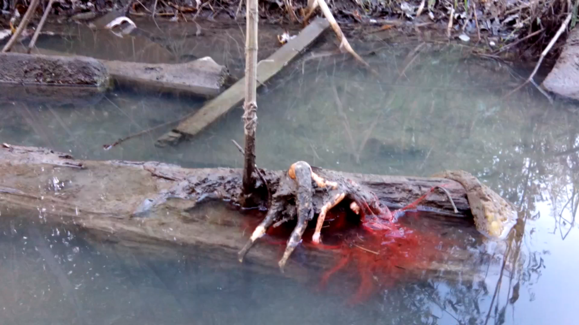 Video. Янина болдырева Yanina Boldyreva