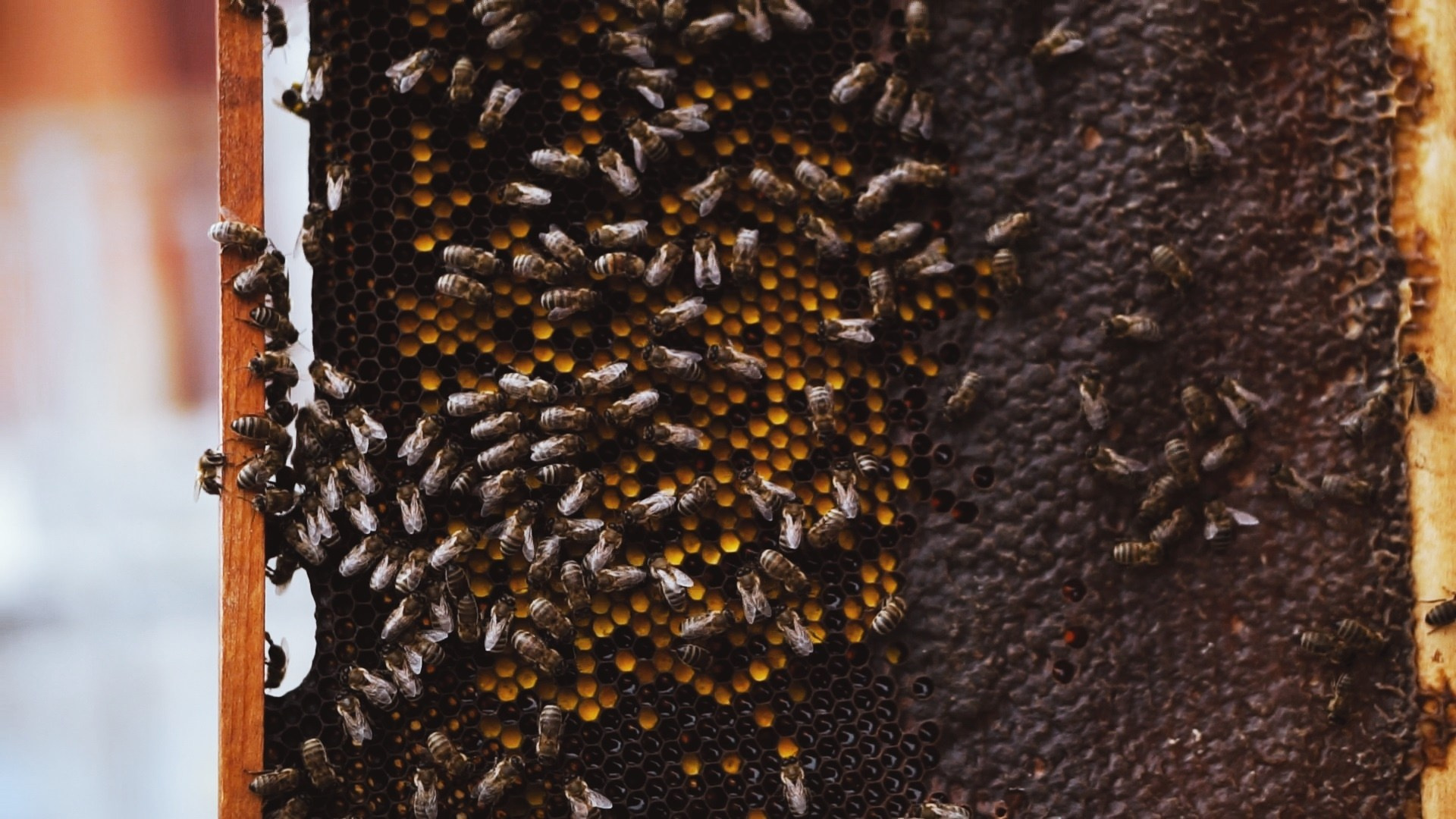 Реклама. Видеограф в Астрахани и Москве Сергей Губарев