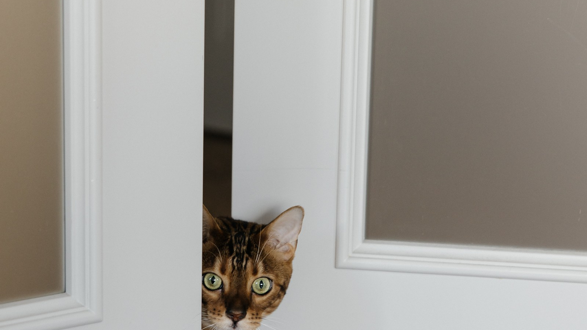 Кот кота