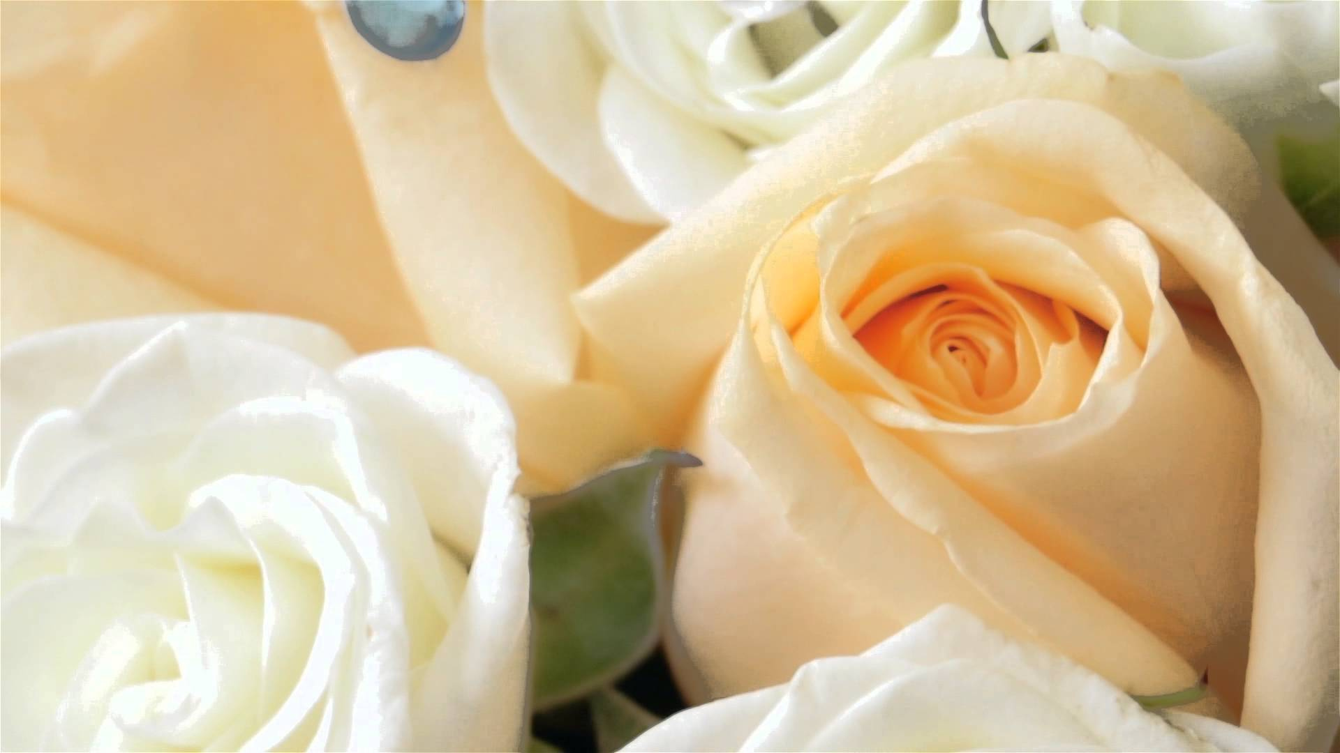 Свадебная видеосъемка. Свадебный фотограф, видеограф в Самаре, Самарской области. Видеосъемка