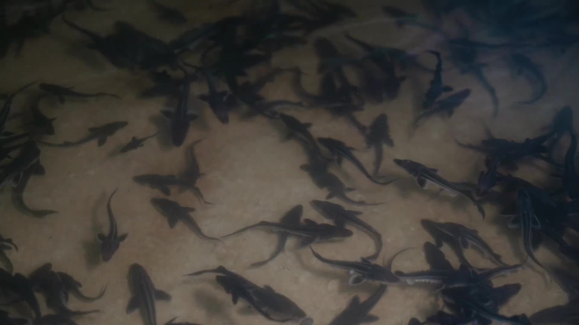 Видеосъемка для бизнеса в городе Ставрополь. Видеограф Ставрополь, Оператор на свадьбу Ставрополь, Видеоператор Ставрополь Ганжара Валерий