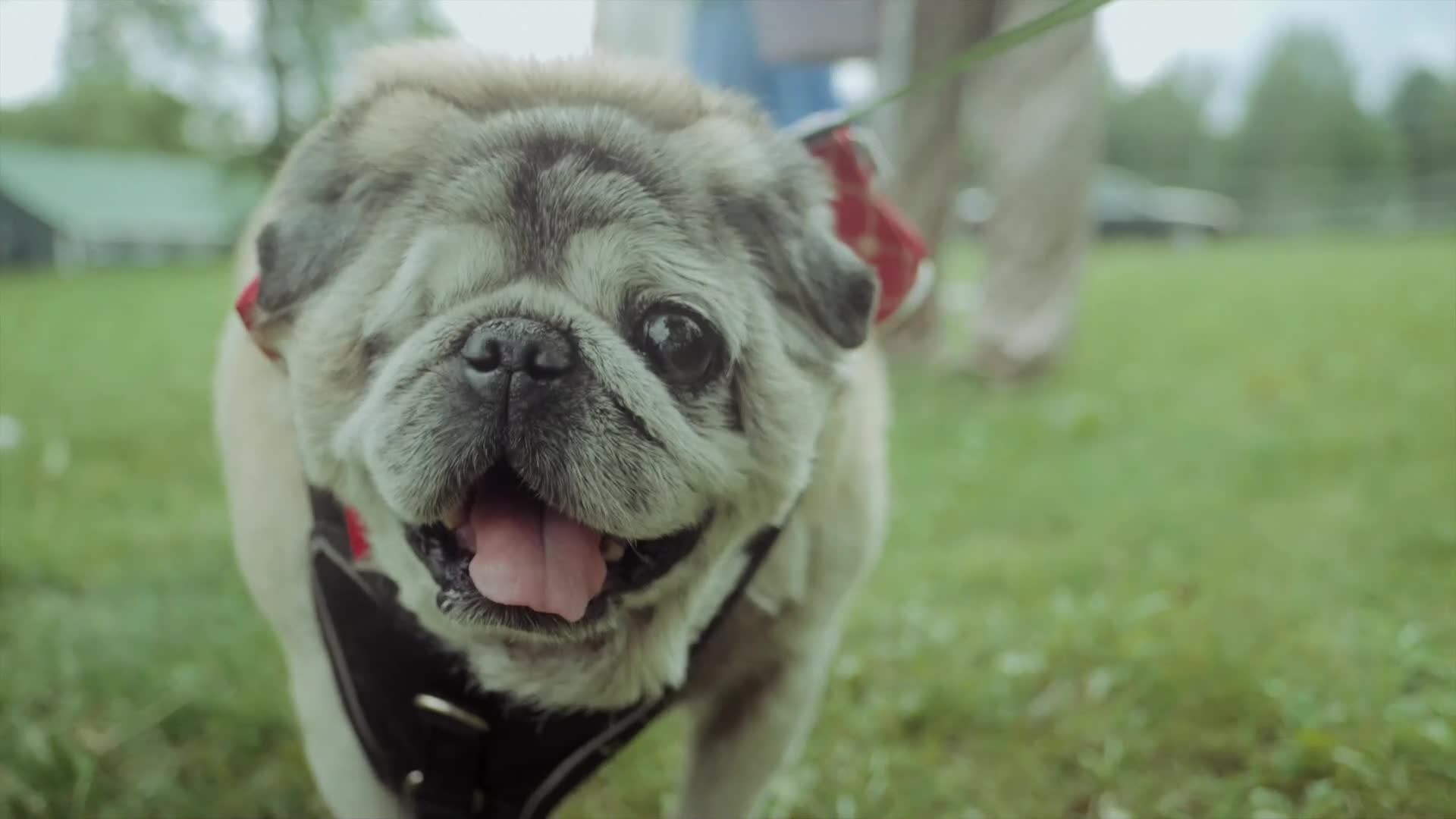 Портфолио. LUCIFILMS | VIDEOGRAPHY