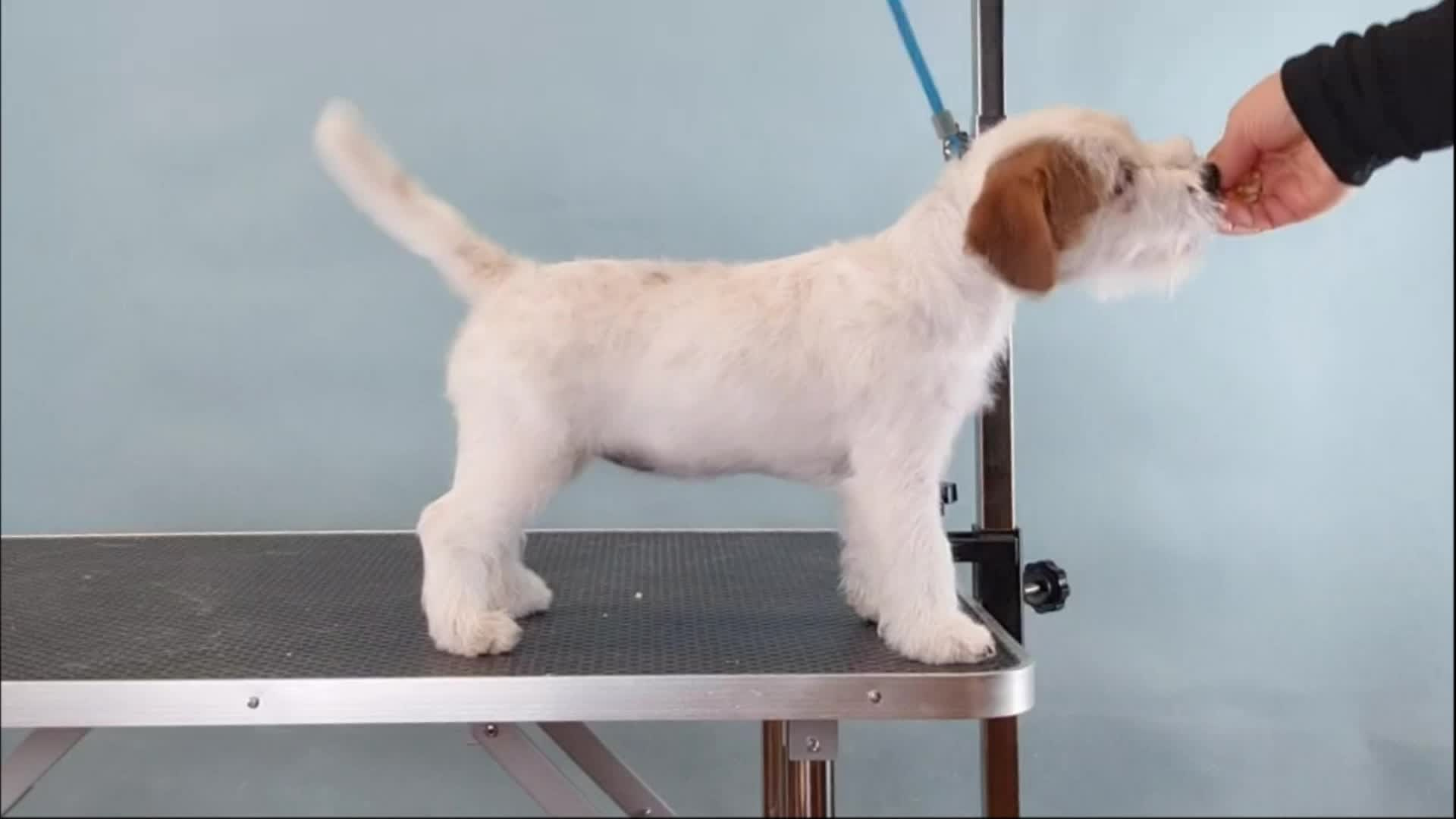 FEMALE_U_5. CANE MAESTRO — kennel Jack Russell Terrier