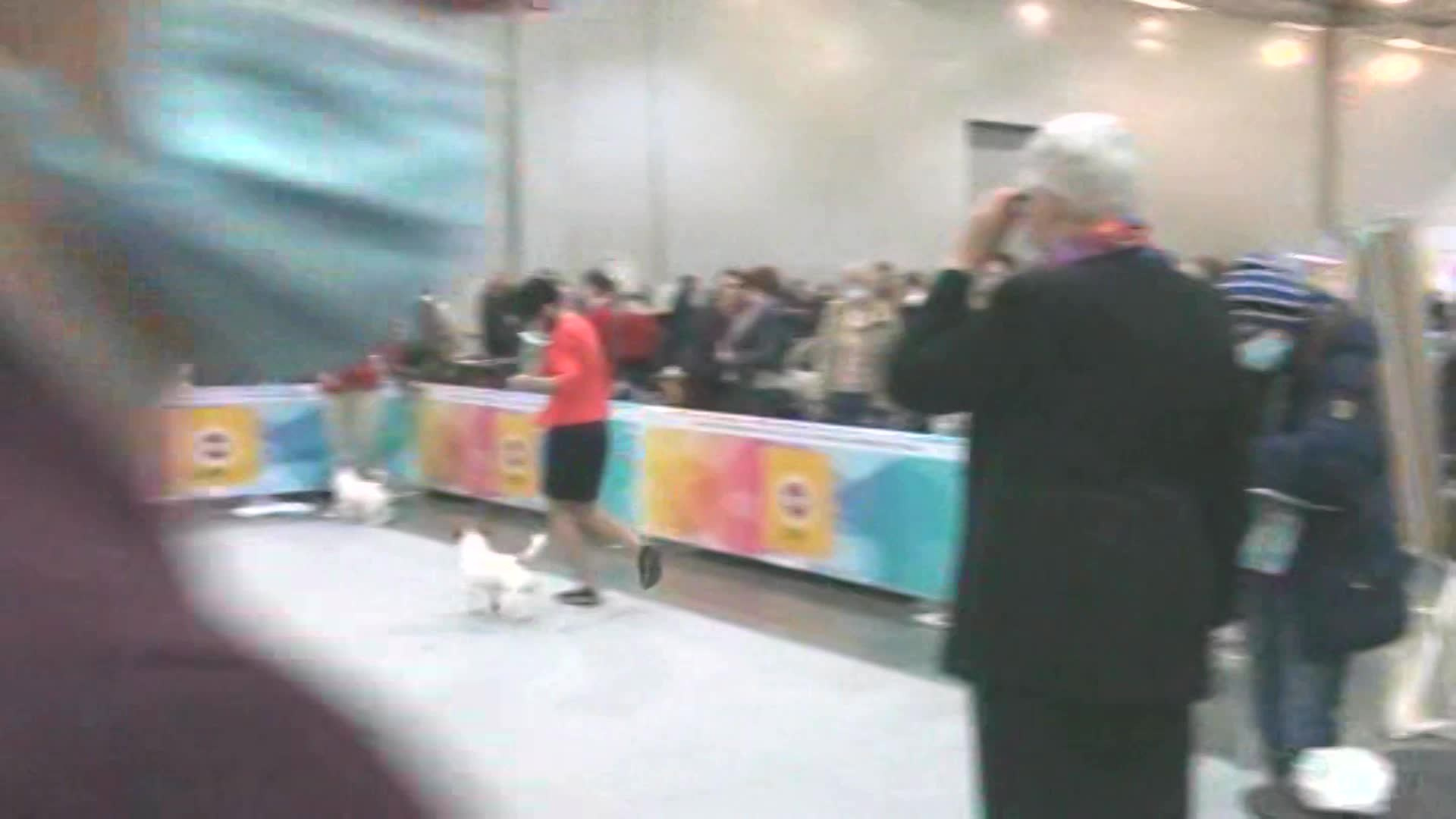 CANE MAESTRO ILANG-ILANG. CANE MAESTRO — kennel Jack Russell Terrier