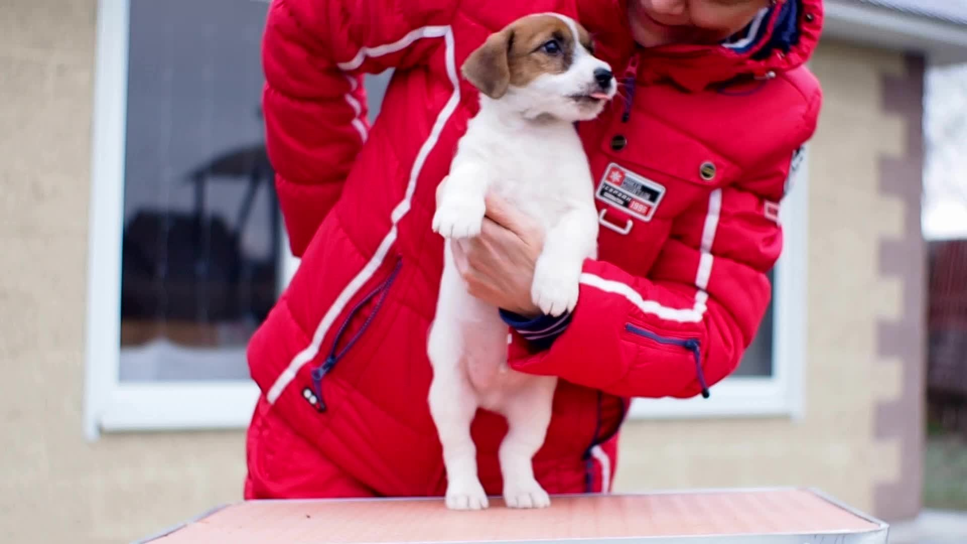3КОБЛ_СНЕГОВИК. CANE MAESTRO — kennel Jack Russell Terrier