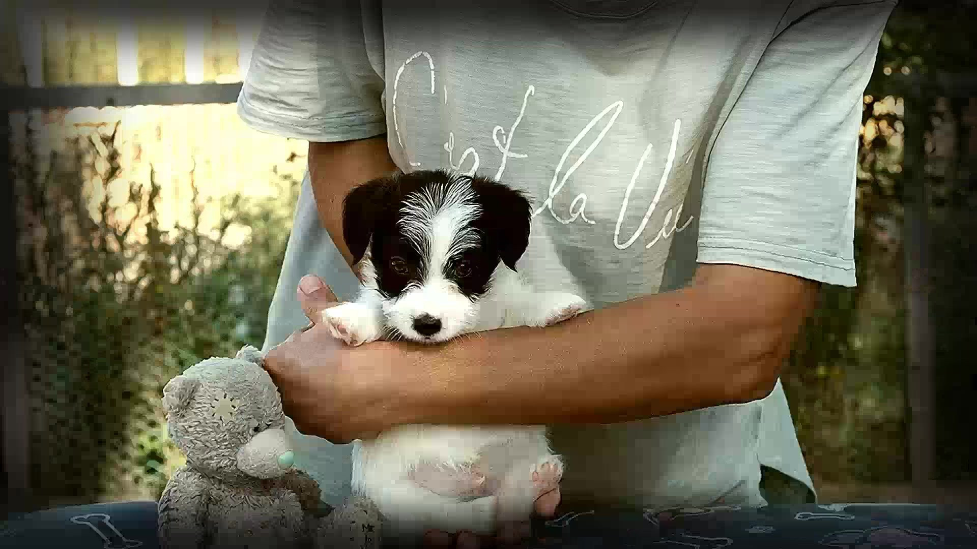 X_КОБЛ_4_БЕЛ_ЧЕРН. CANE MAESTRO — kennel Jack Russell Terrier