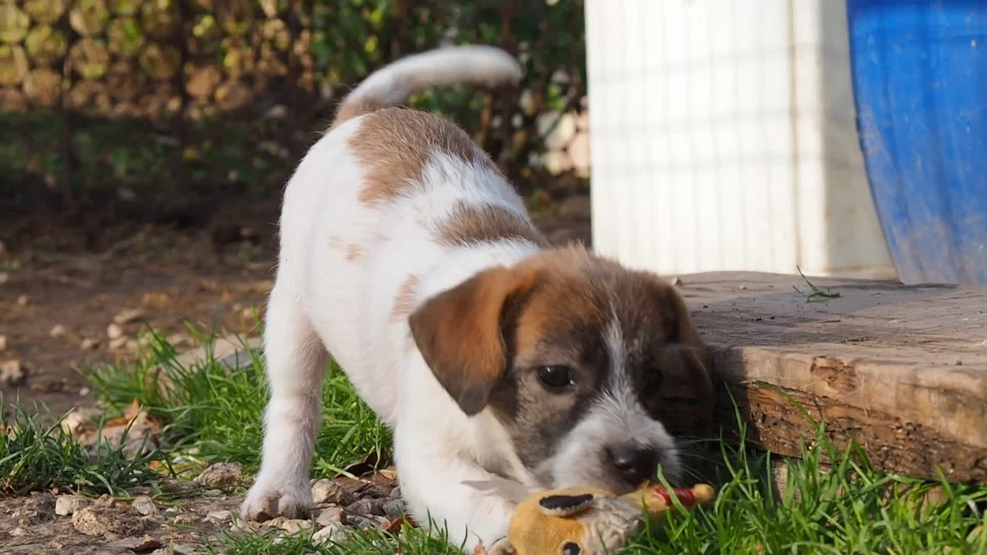 X_female_2_b-t. CANE MAESTRO — kennel Jack Russell Terrier