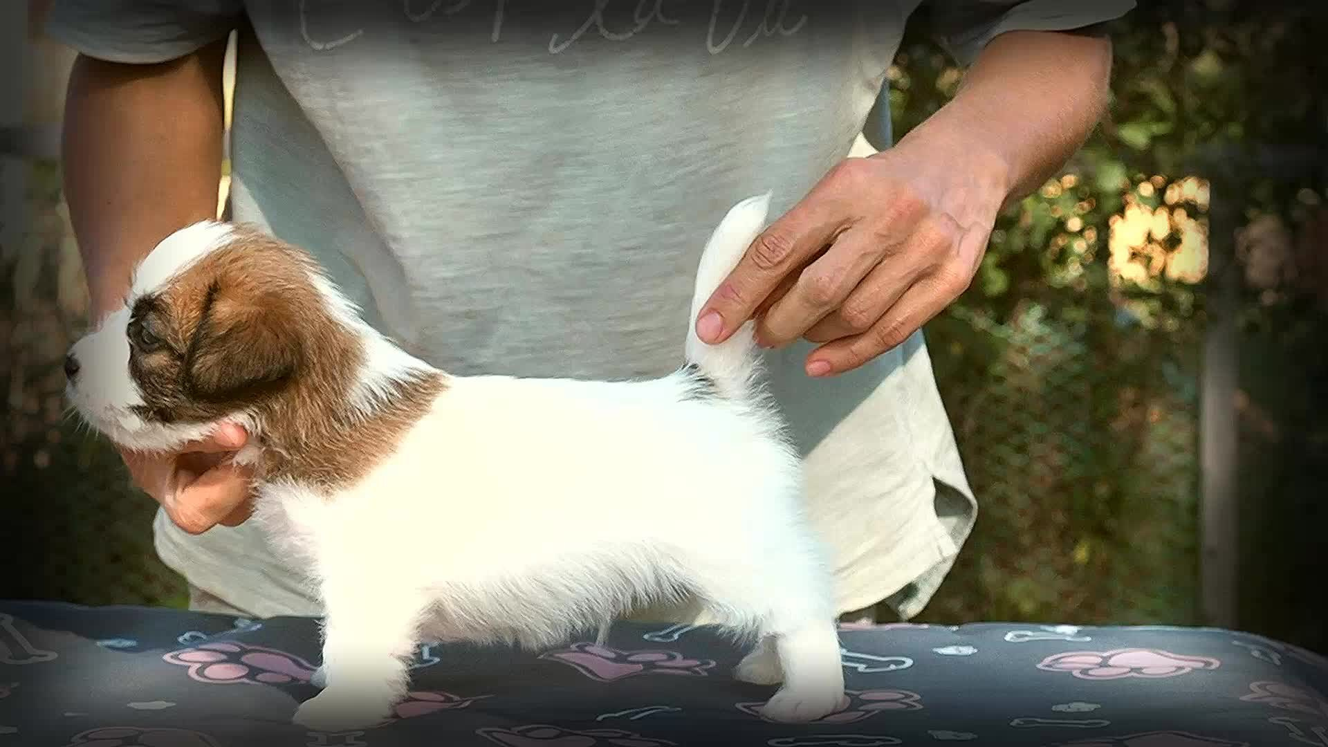 X_MAL_3_БРЫЖ. CANE MAESTRO — kennel Jack Russell Terrier