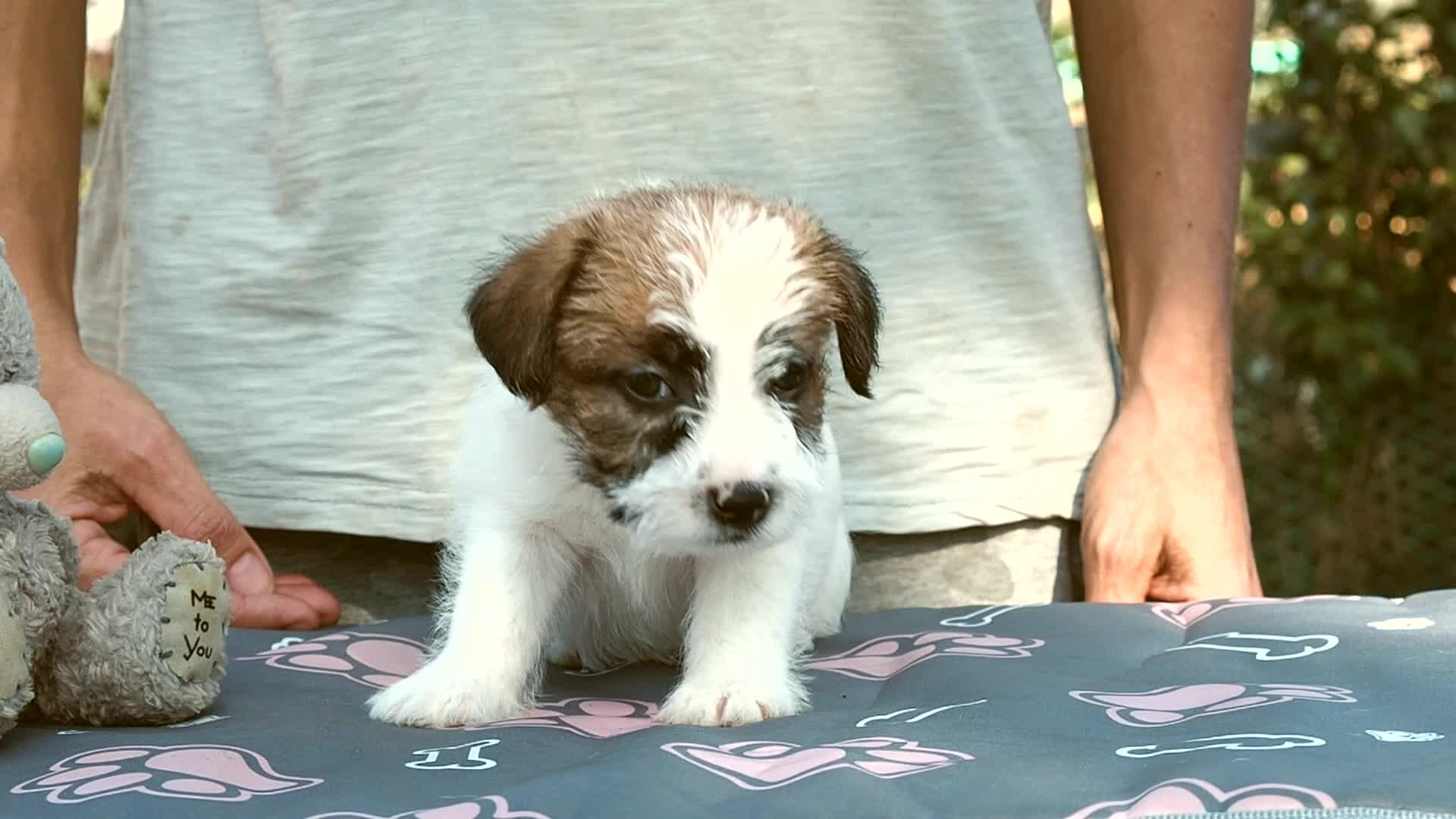 Щенок кобель ДРТ. КАНЕ МАЭСТРО — питомник Джек рассел терьеров