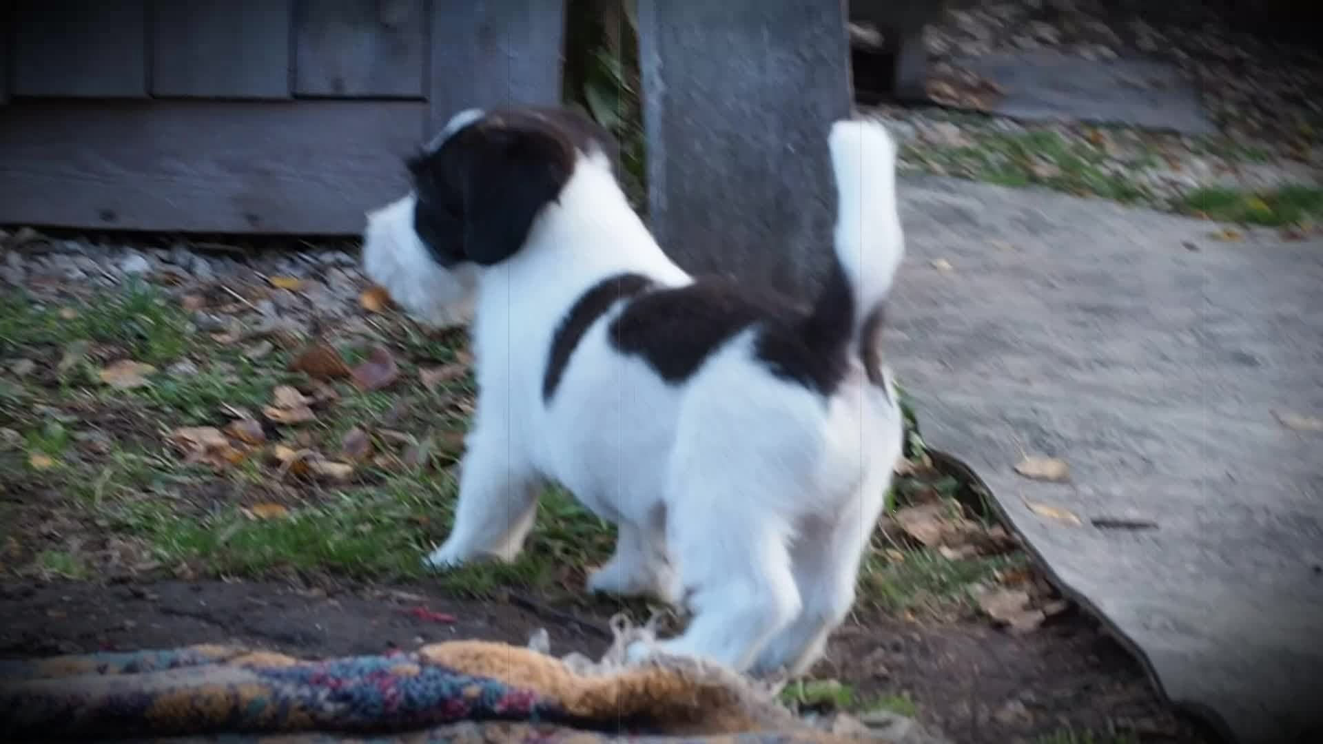 X_КОБЛ_4_БЕЛ_ЧЕРН. CANE MAESTRO — kennel Jack Russell Terrier