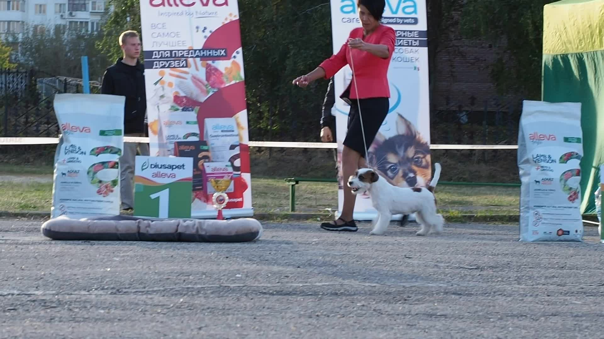 Жесткошерстный. б/рыж. Джек рассел терьер. КАНЕ МАЭСТРО СТИМОРОЛ АЙС. КАНЕ МАЭСТРО — питомник Джек рассел терьеров