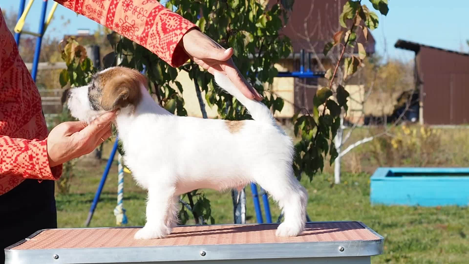 Щенок кобель ДРТ. КАНЕ МАЭСТРО — питомник Джек рассел терьеров