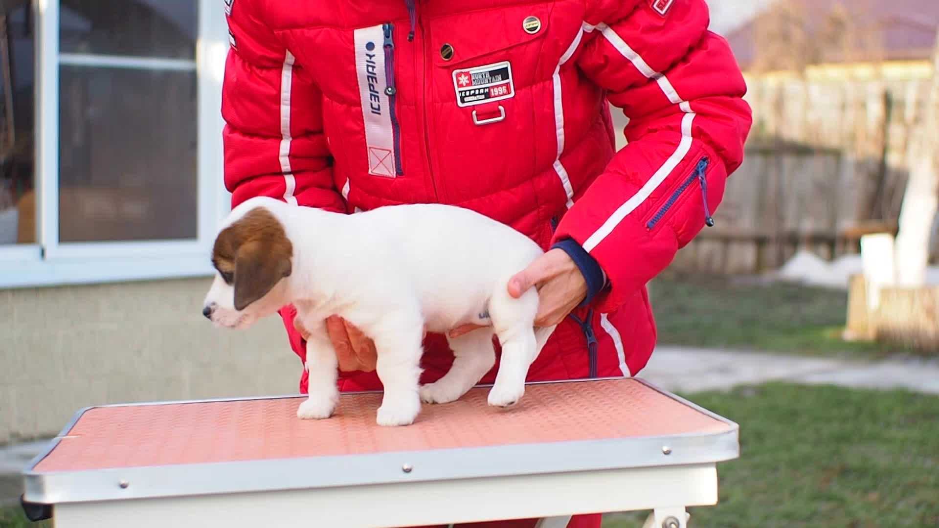 1КОБЛ_МОНОКЛЬ_Ц_ЛИТТЕР. CANE MAESTRO — kennel Jack Russell Terrier