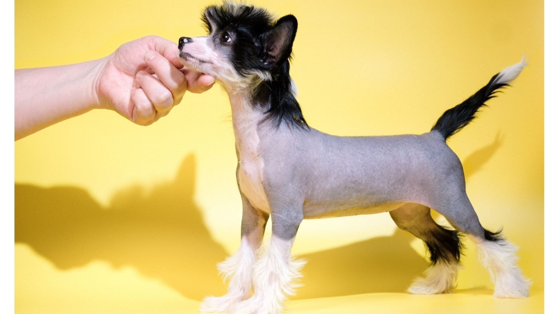 Poale Ell Dasha. Питомник китайских хохлатых собак Poale Ell: купить щенка в питомнике